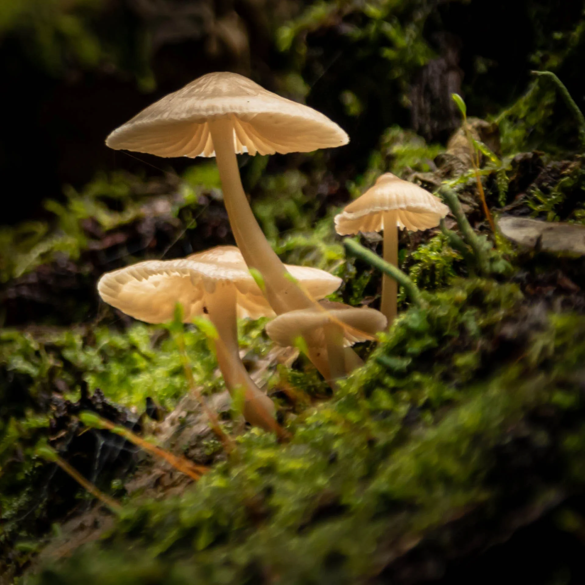Cluster of small mushrooms growing in green moss.