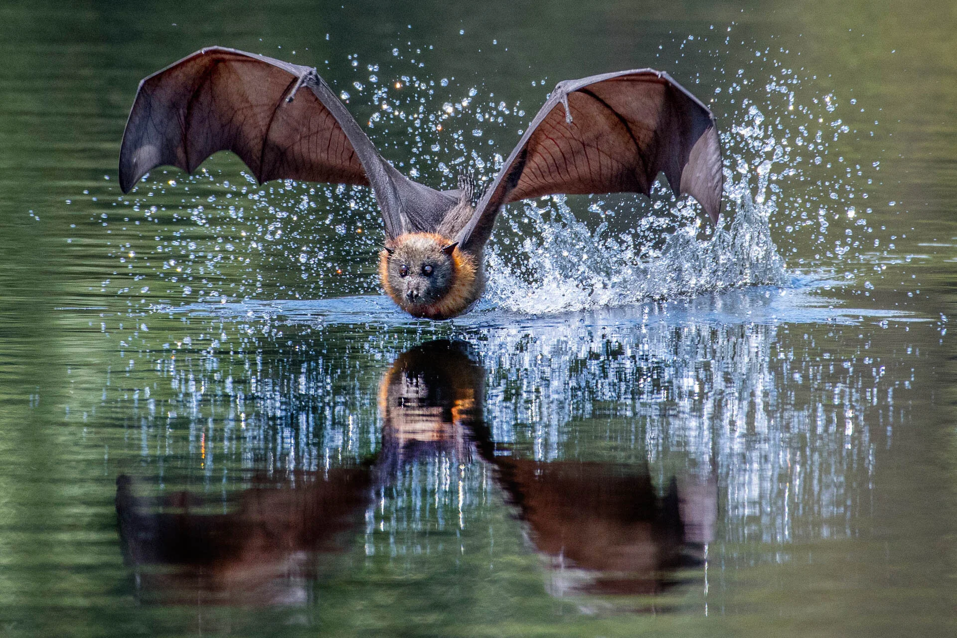 A bat skimming over water, creating splashes with its wings spread wide.