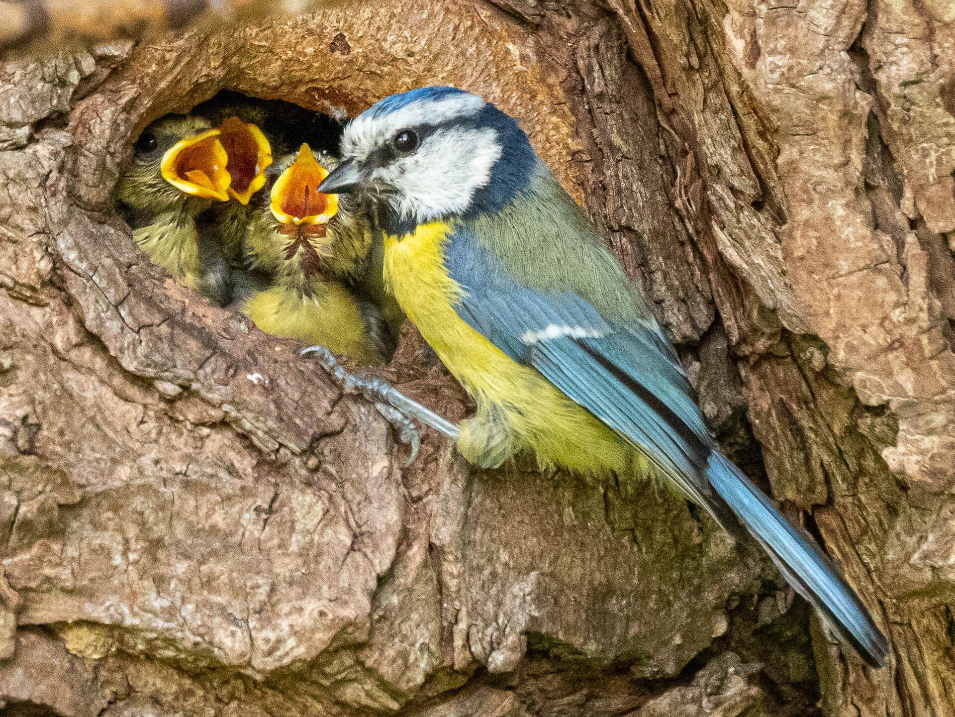 Blue tit bird feeding chicks in a tree hole nest