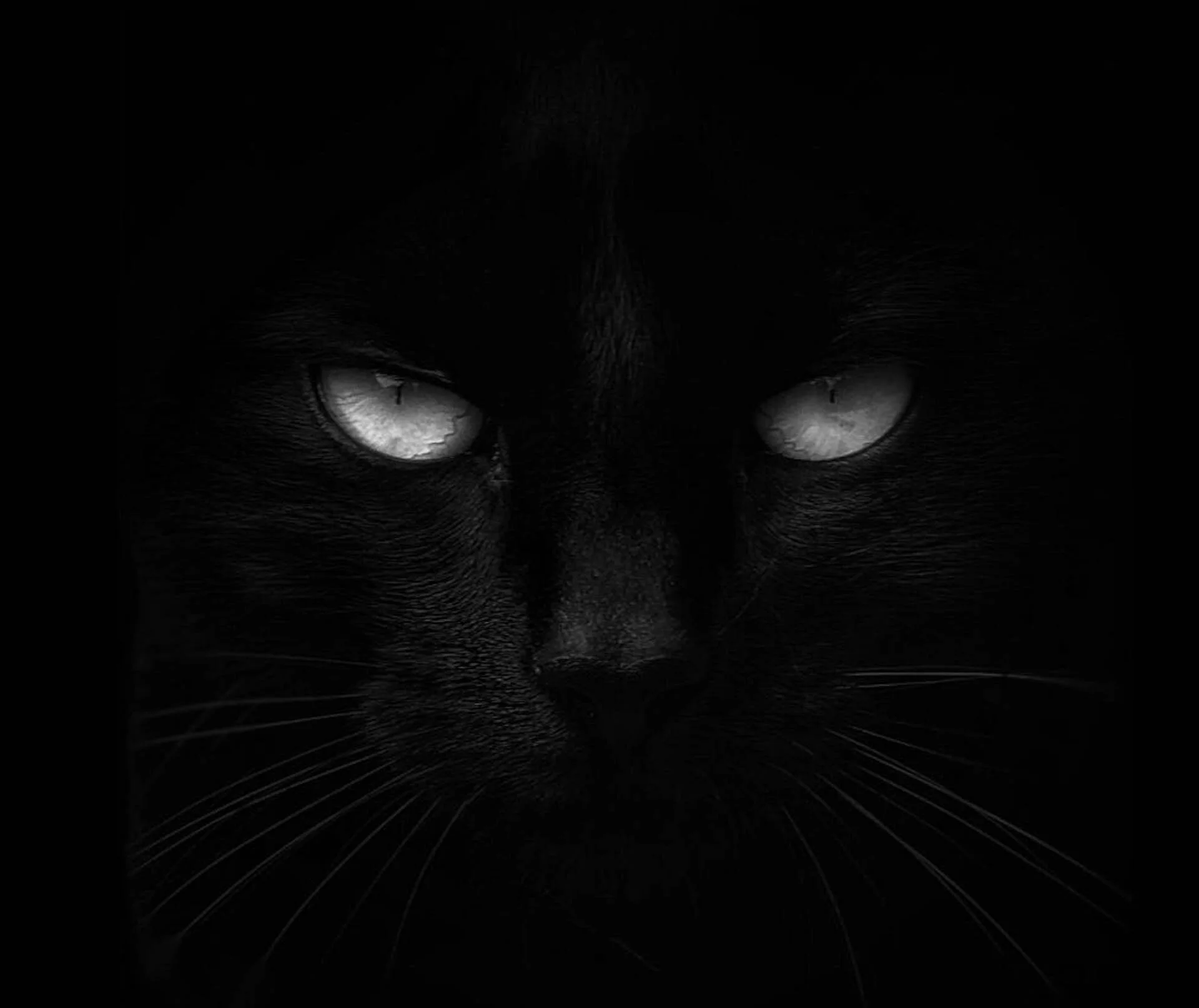 Close-up of a black cat with piercing eyes in a dark setting.
