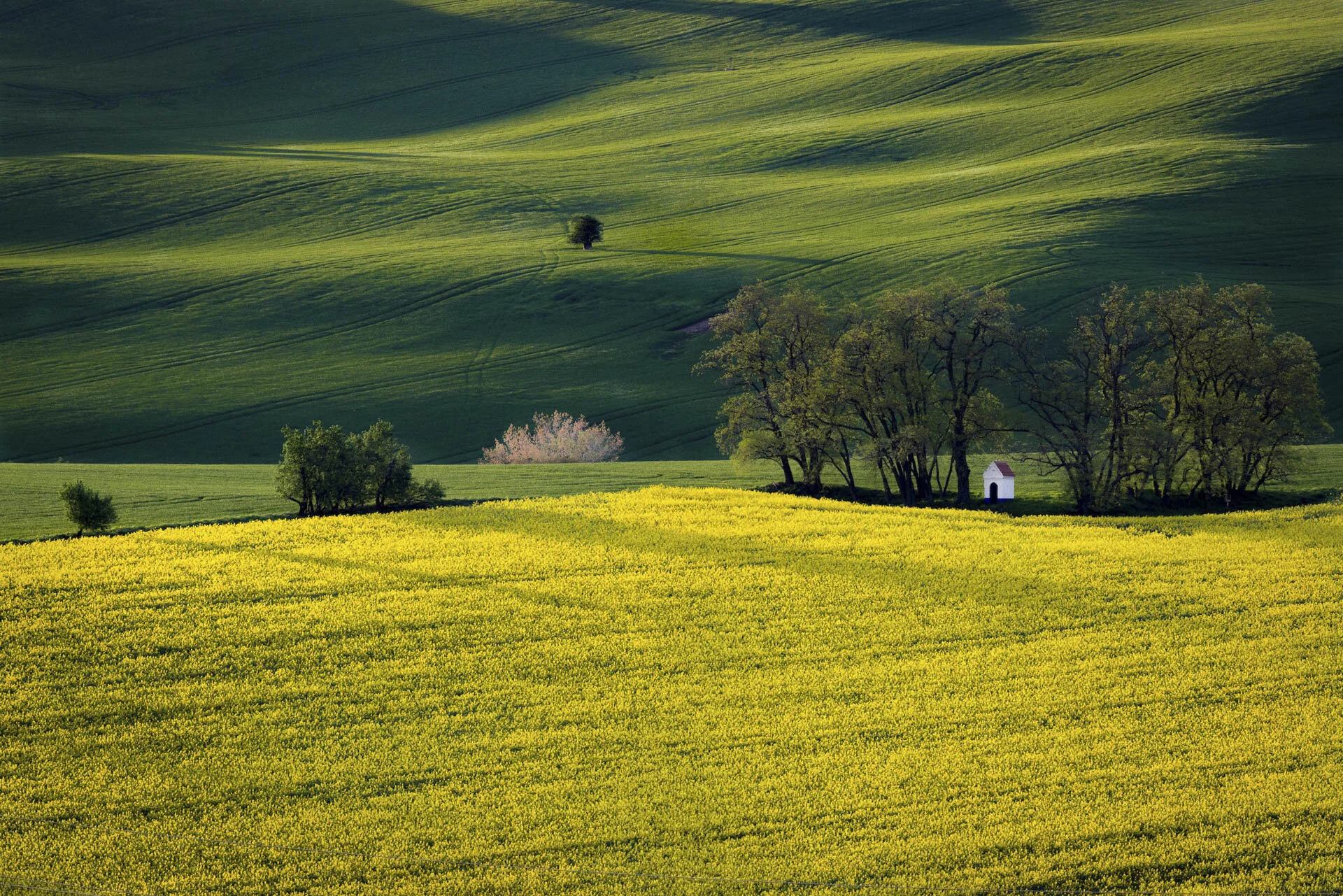 Scenic landscape with rolling green hills and yellow flower field, trees, and a small white building.