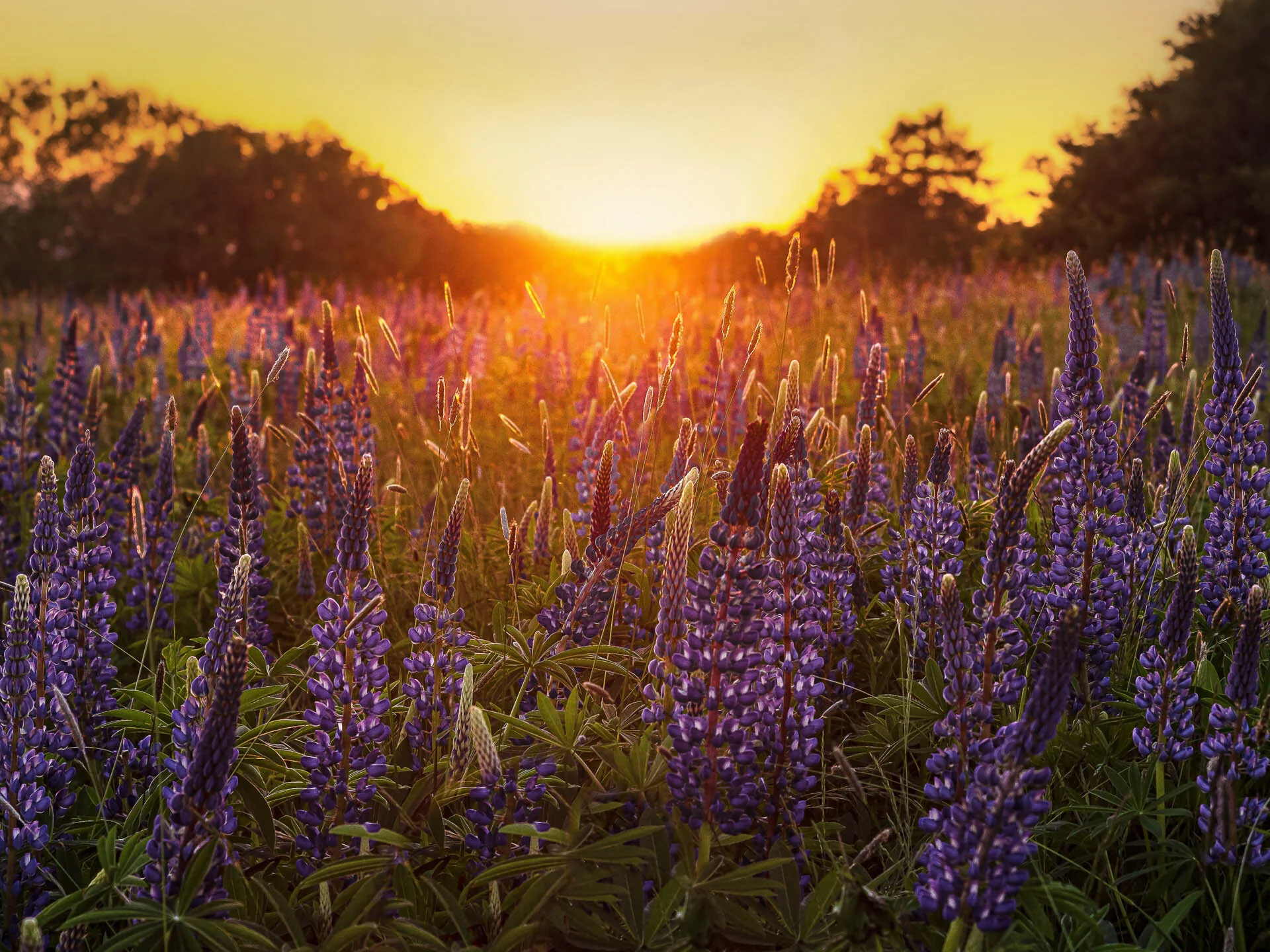 Field of purple lupine flowers during a sunset with trees in the background.