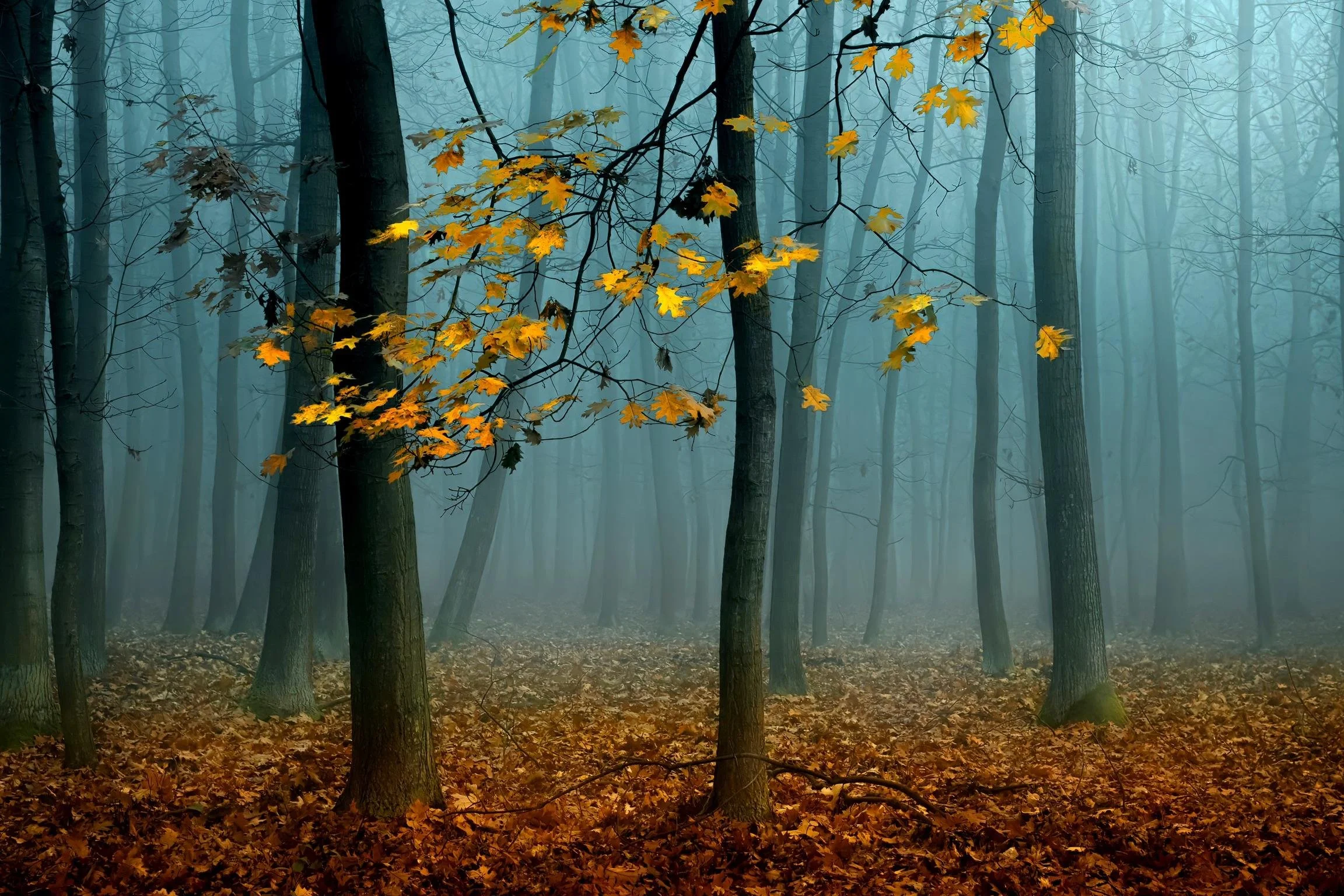 Misty forest scene with tall trees and yellow autumn leaves on the branches, covering the forest floor with fallen leaves.