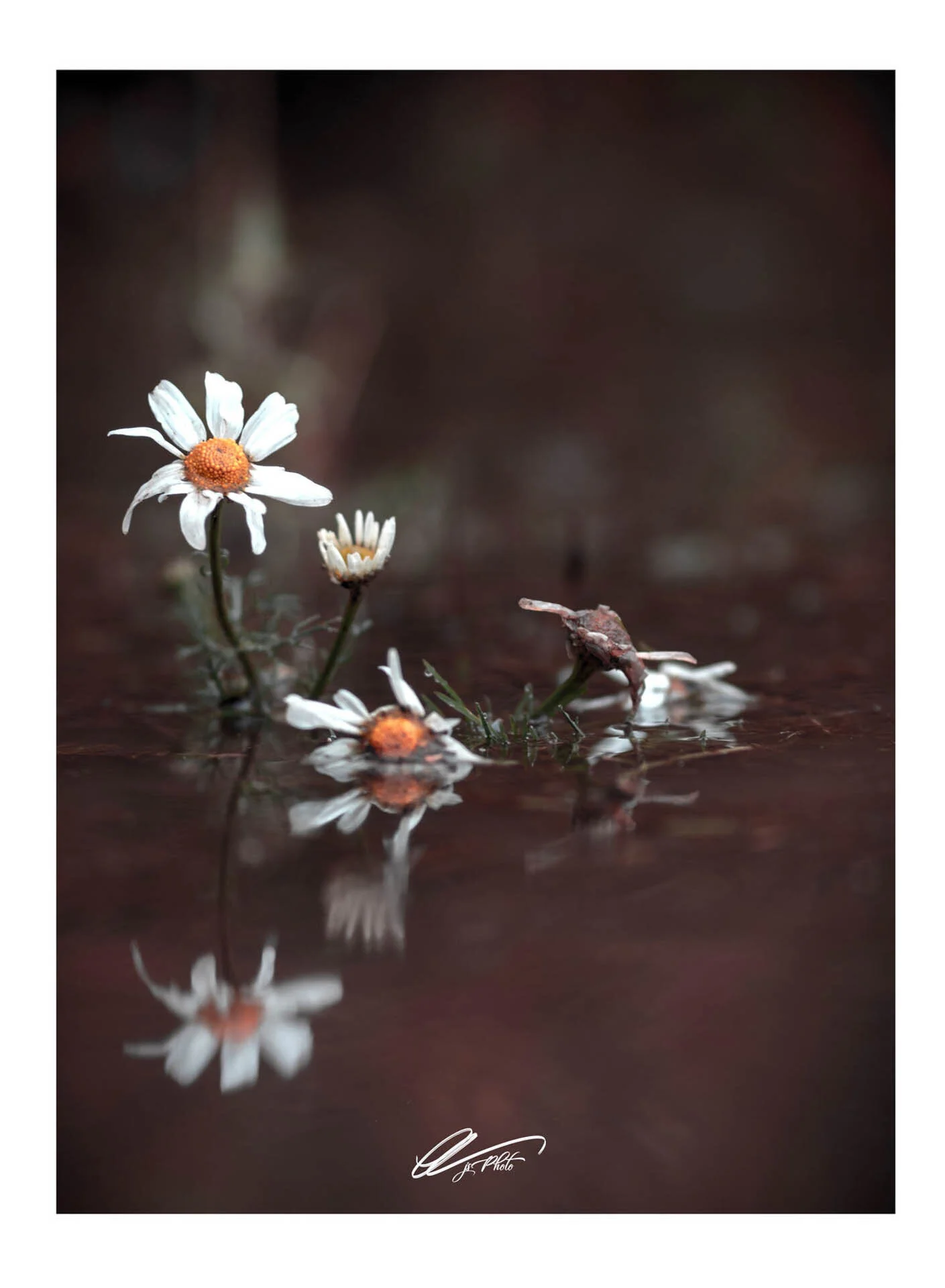 White daisies with yellow centers growing in water, with reflections visible on the surface; dark, blurred background.