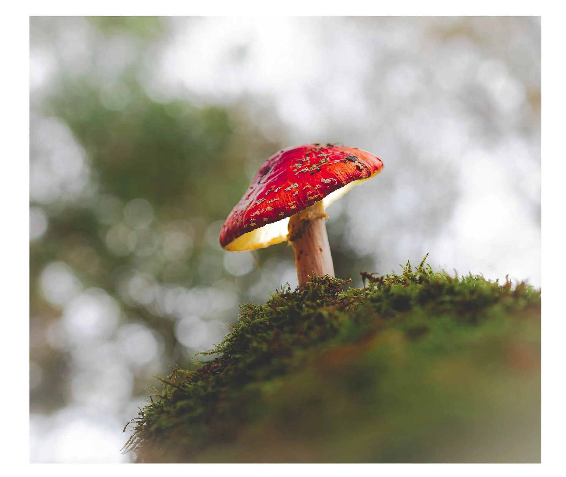 Close-up of a red mushroom with a white stem growing on a mossy surface with a blurred natural background.