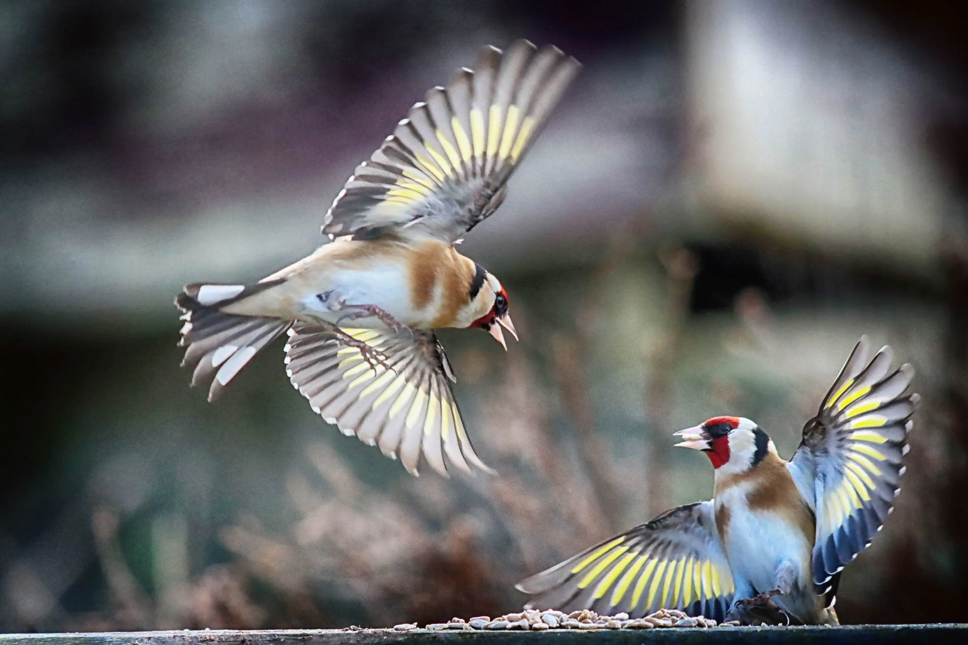 Two European goldfinches in mid-air, one flying and the other perched, with wings outstretched, vibrant yellow wing markings visible.