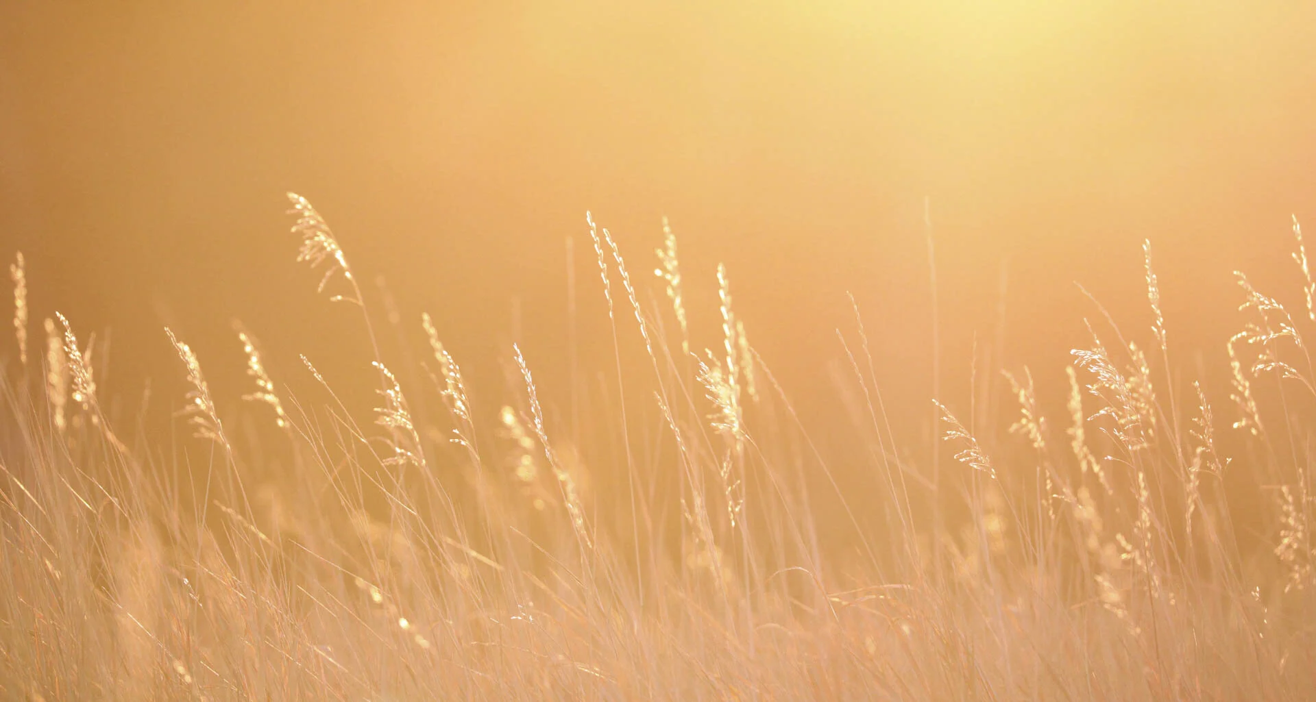 Golden tall grass in sunlight
