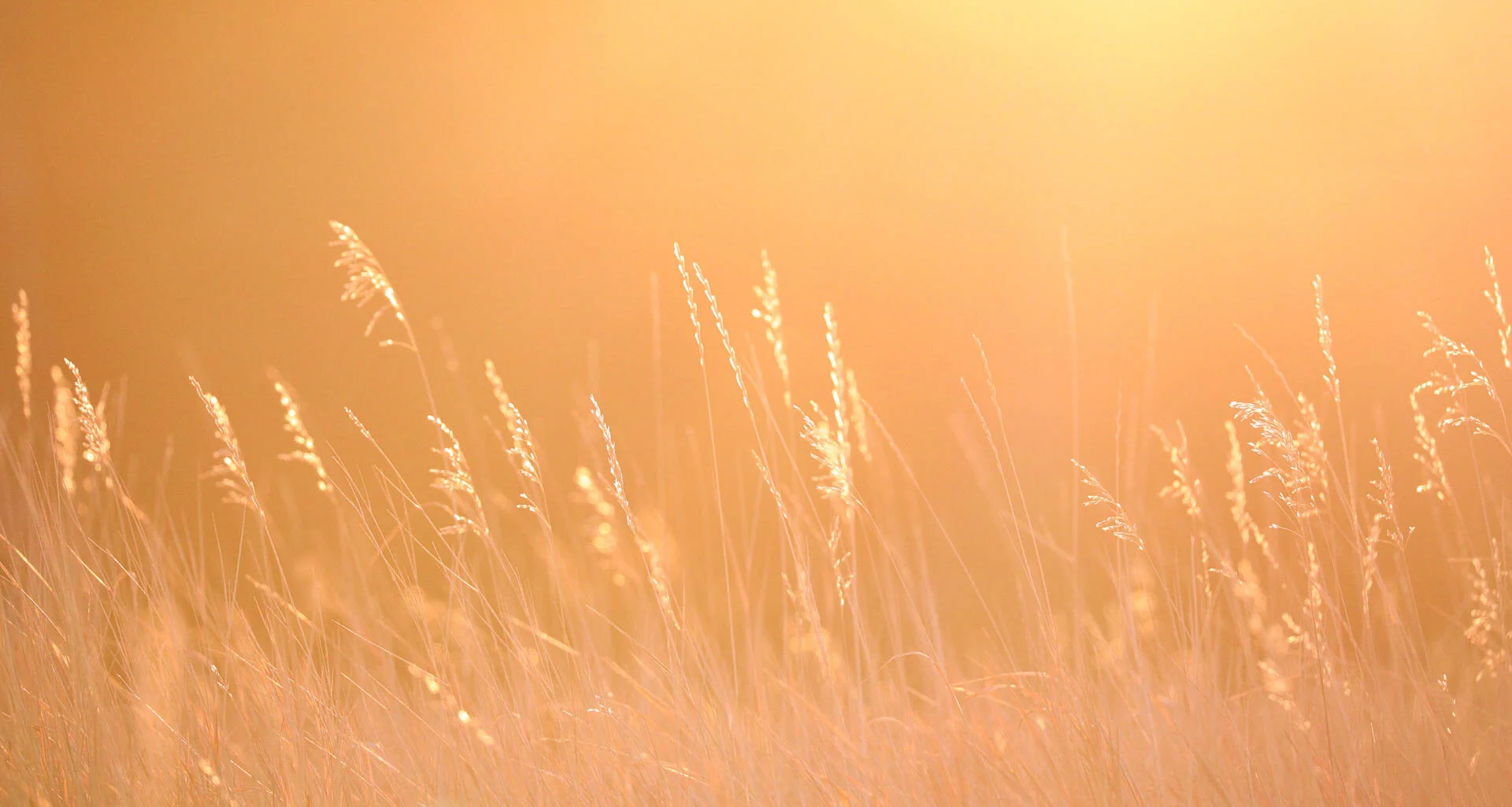 Sunlit tall grass in a field, glowing in warm golden light.