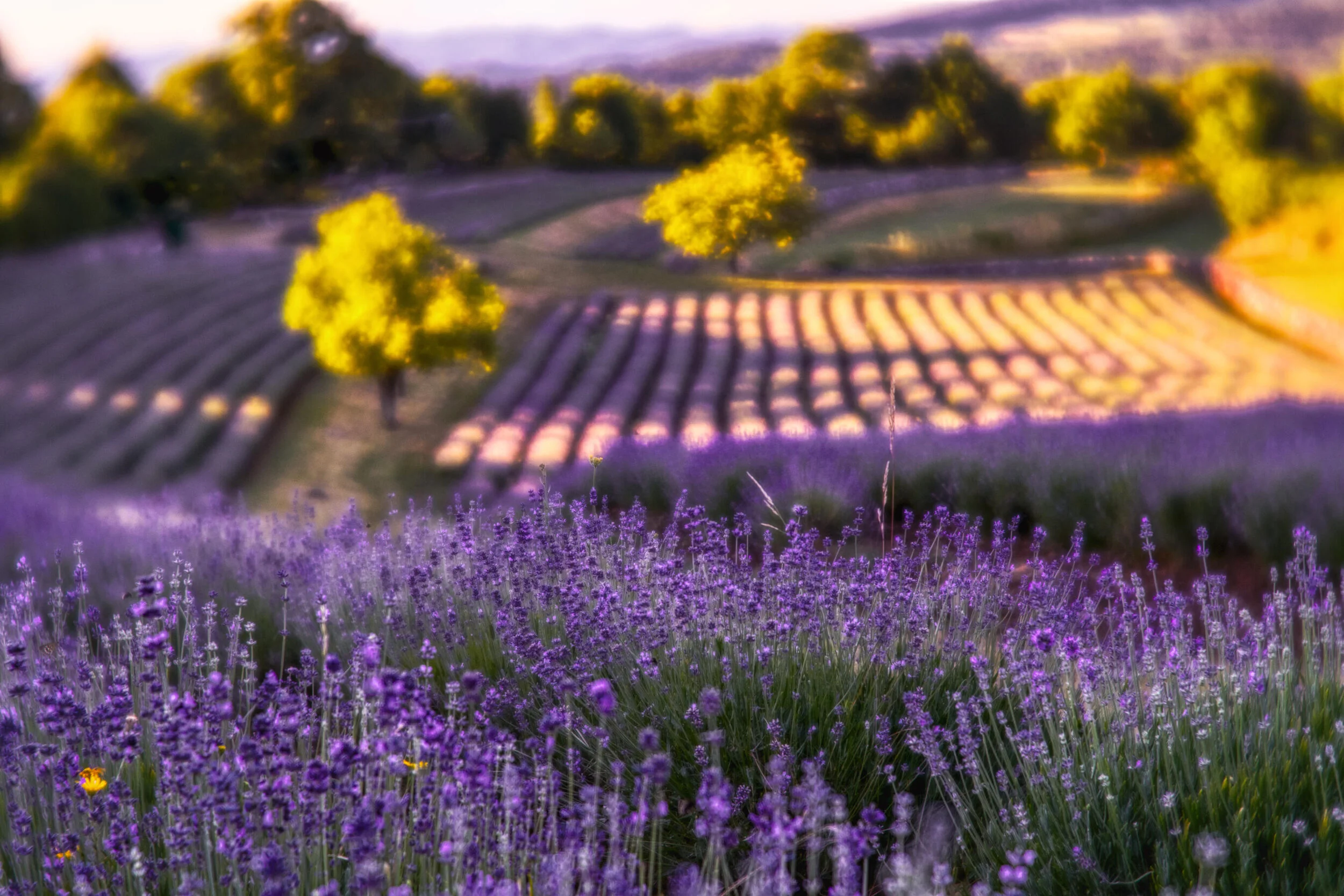 Lavender field in full bloom with rows of purple flowers and scattered green trees under a clear sky, creating a serene landscape.