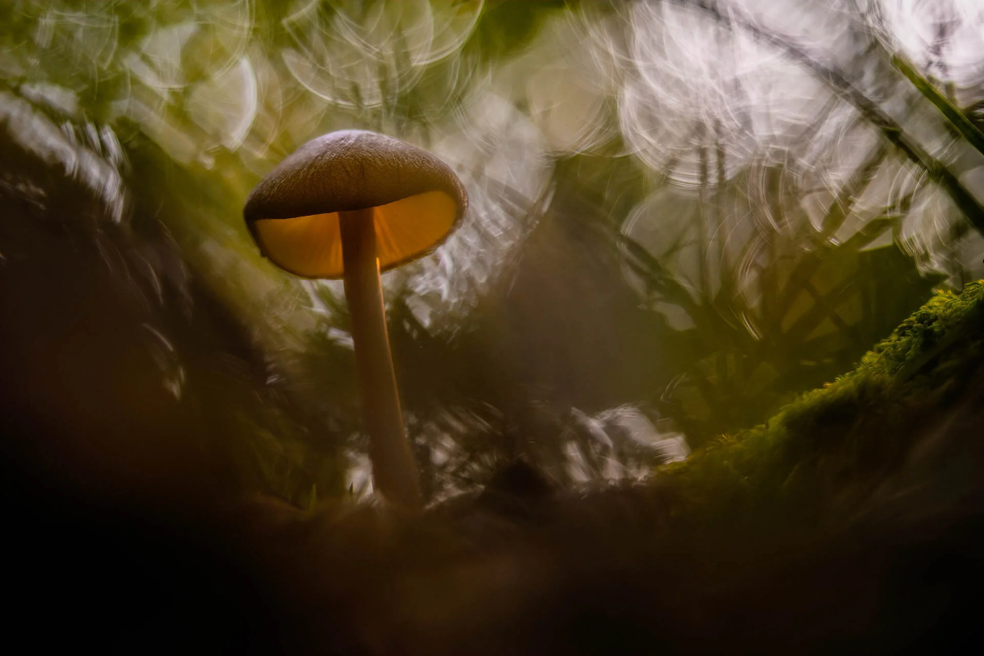 Close-up of a single mushroom with a blurred green and brown forest background, creating a dreamy atmosphere.