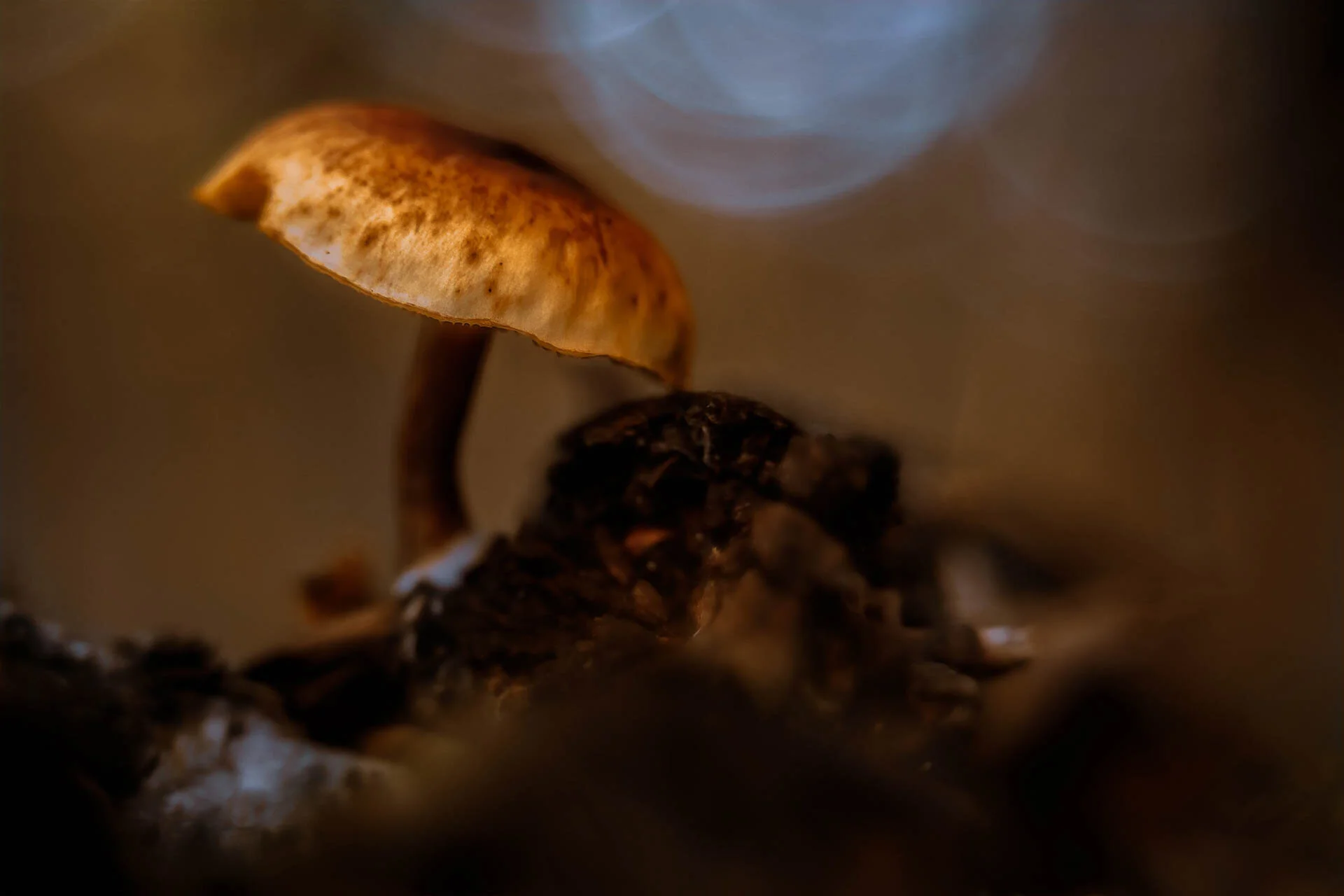 Close-up of a brown mushroom in a natural setting with blurred background.