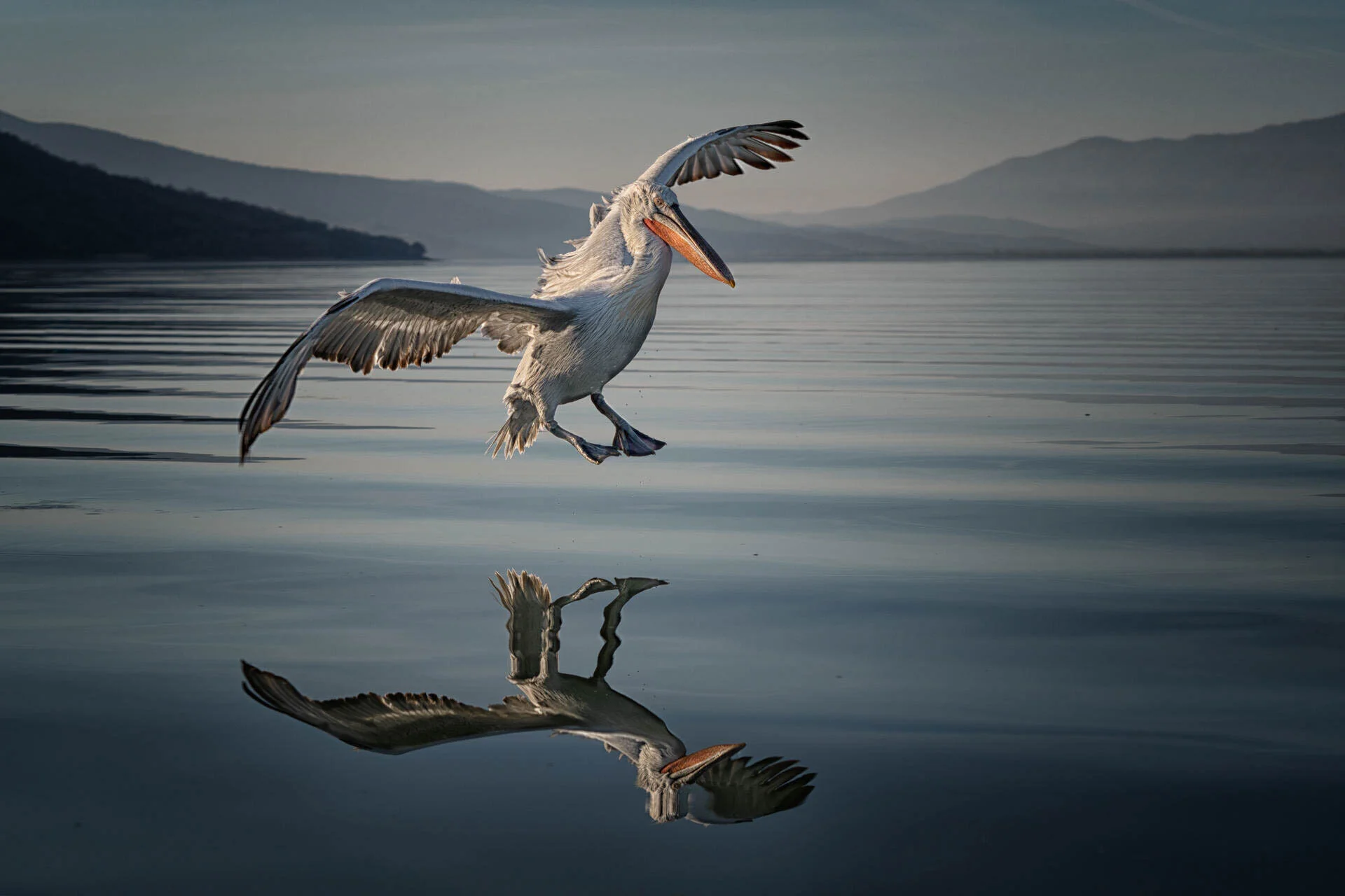 Pelican flying low above water with reflection on calm lake surface, mountains in background.