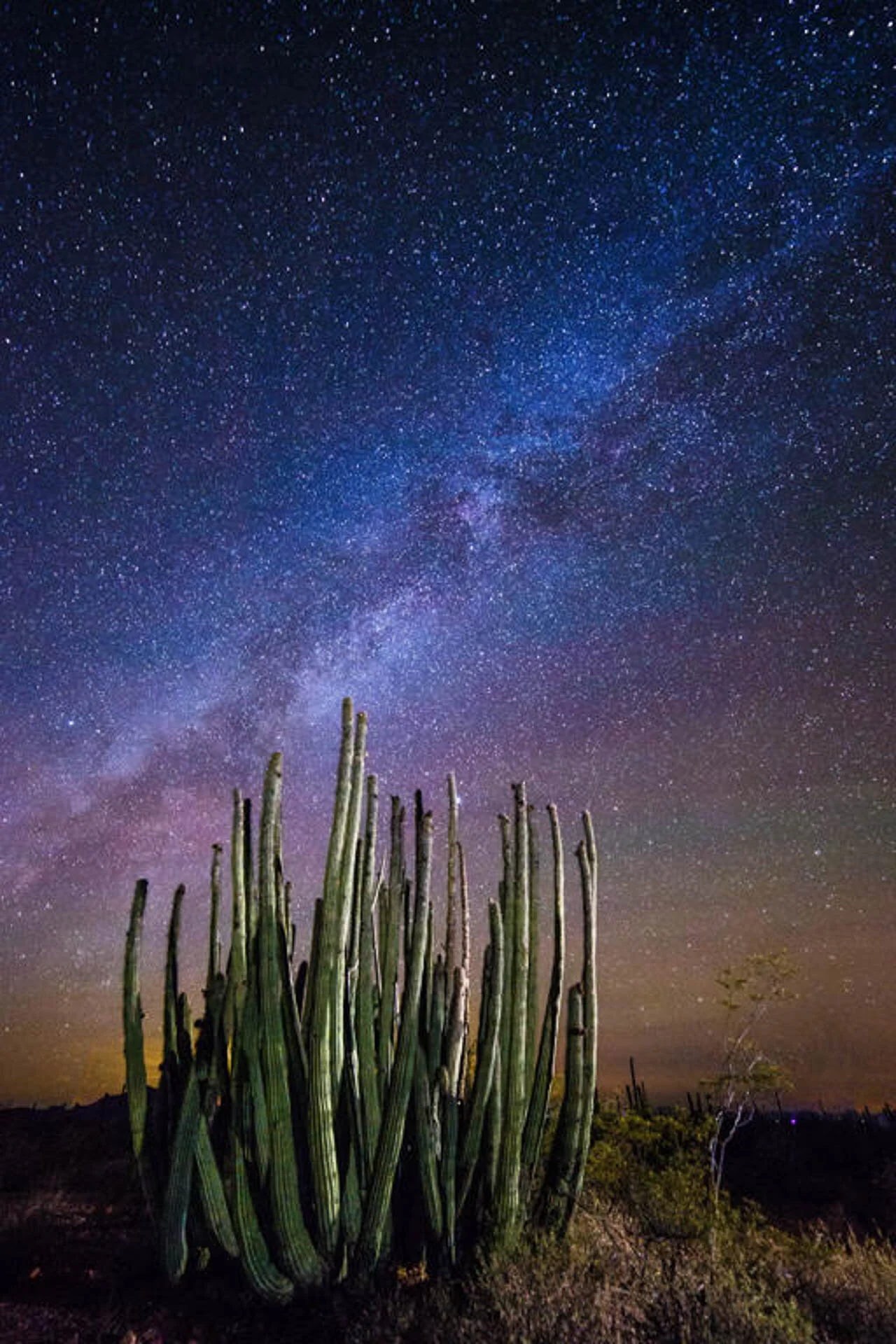 Cactus under a starry night sky with visible Milky Way.