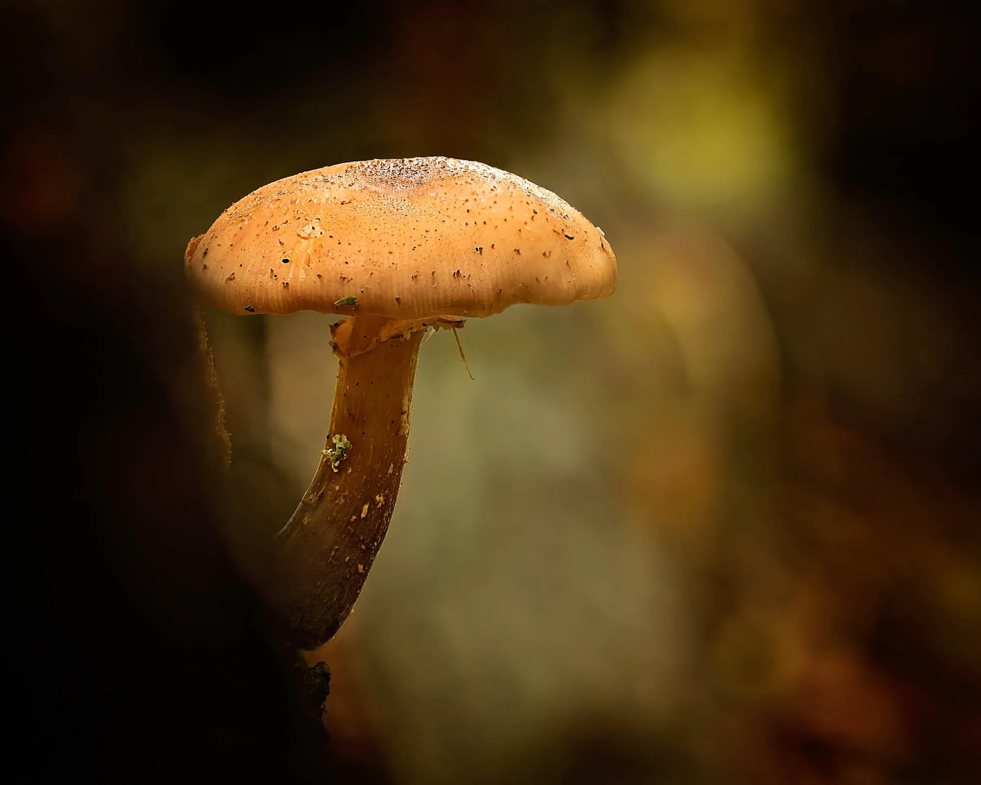 Close-up of a brown mushroom with a textured cap and a smooth stem in a natural, blurred background.