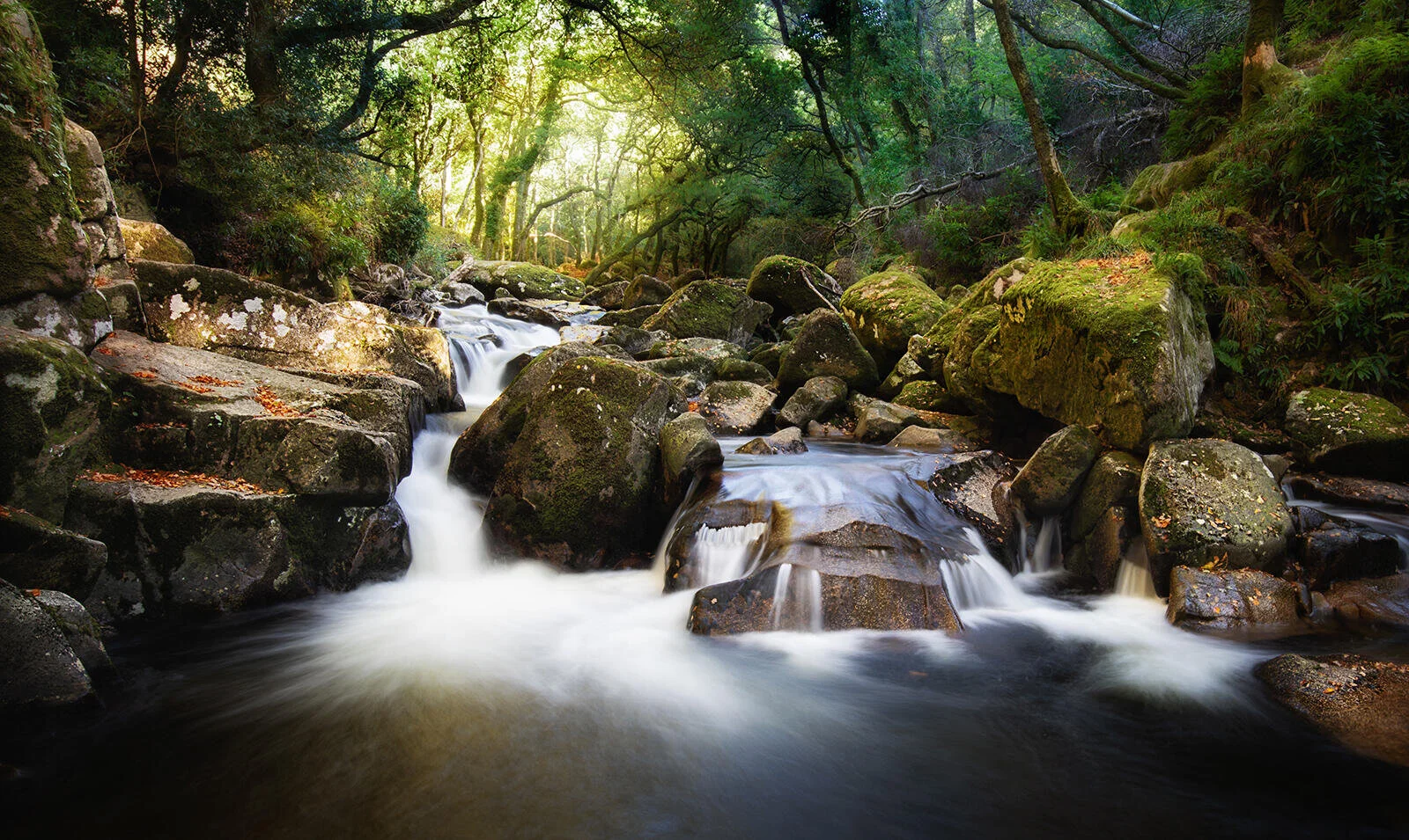 A tranquil forest scene featuring a flowing stream with smooth water cascading over rocks, surrounded by lush green trees and foliage.