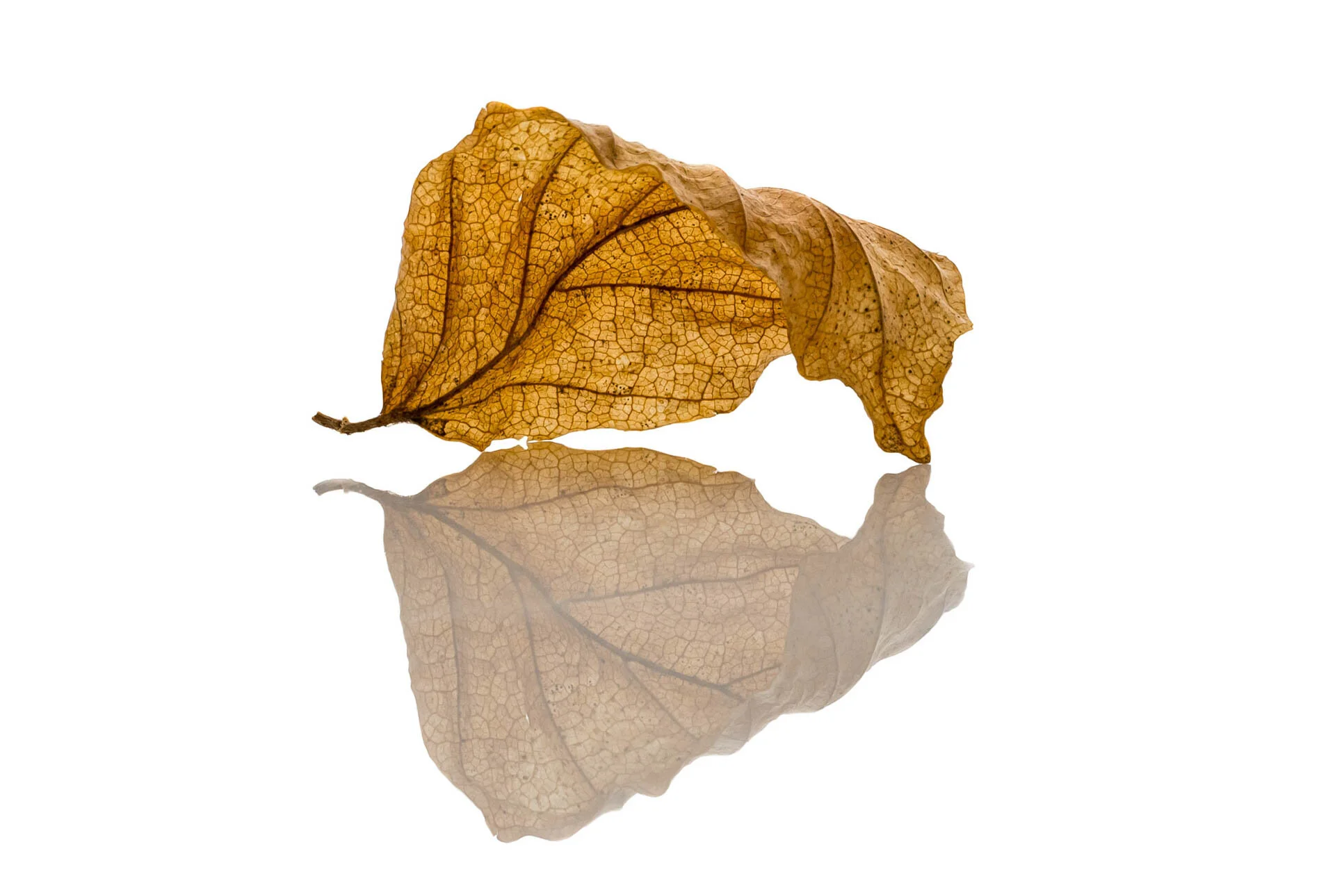 Dried leaf with reflection on white background