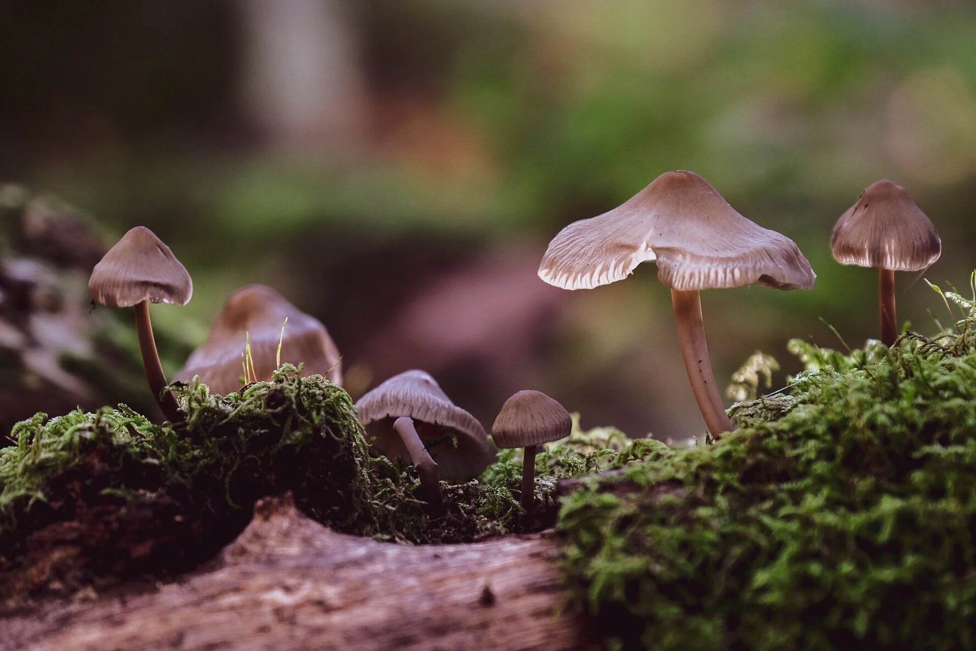 Close-up of small mushrooms growing on moss-covered wood in a forest.