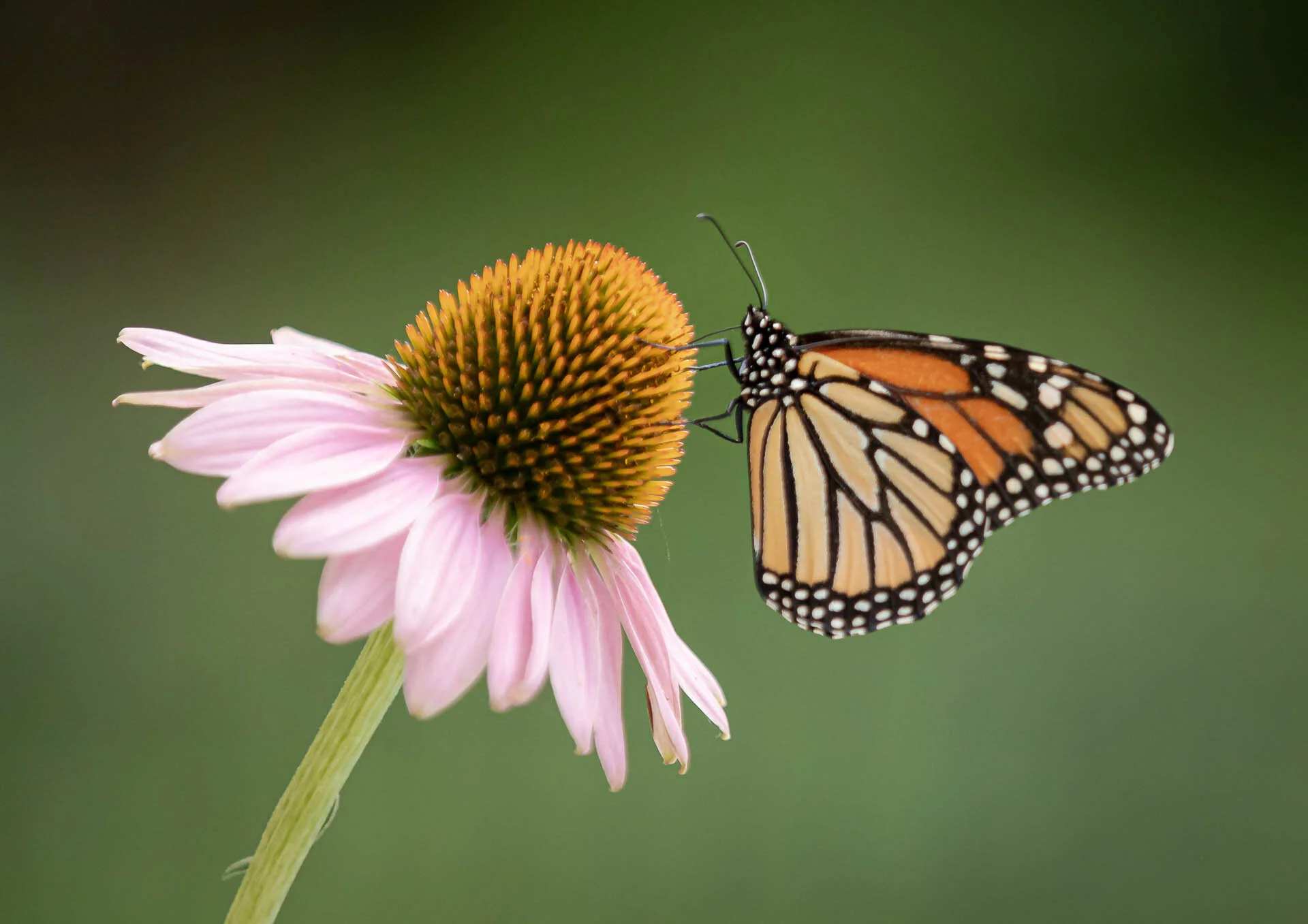 Monarch butterfly on a pink coneflower