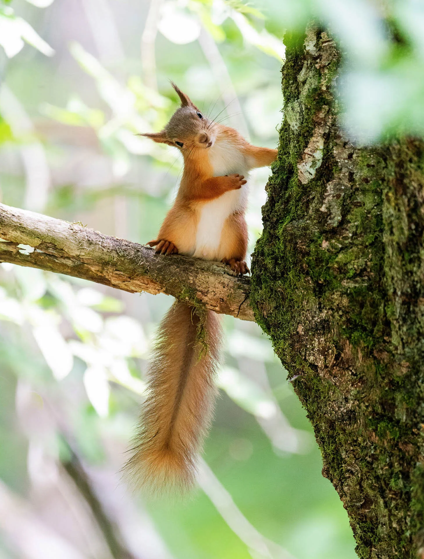 Squirrel on a tree branch with green foliage background.
