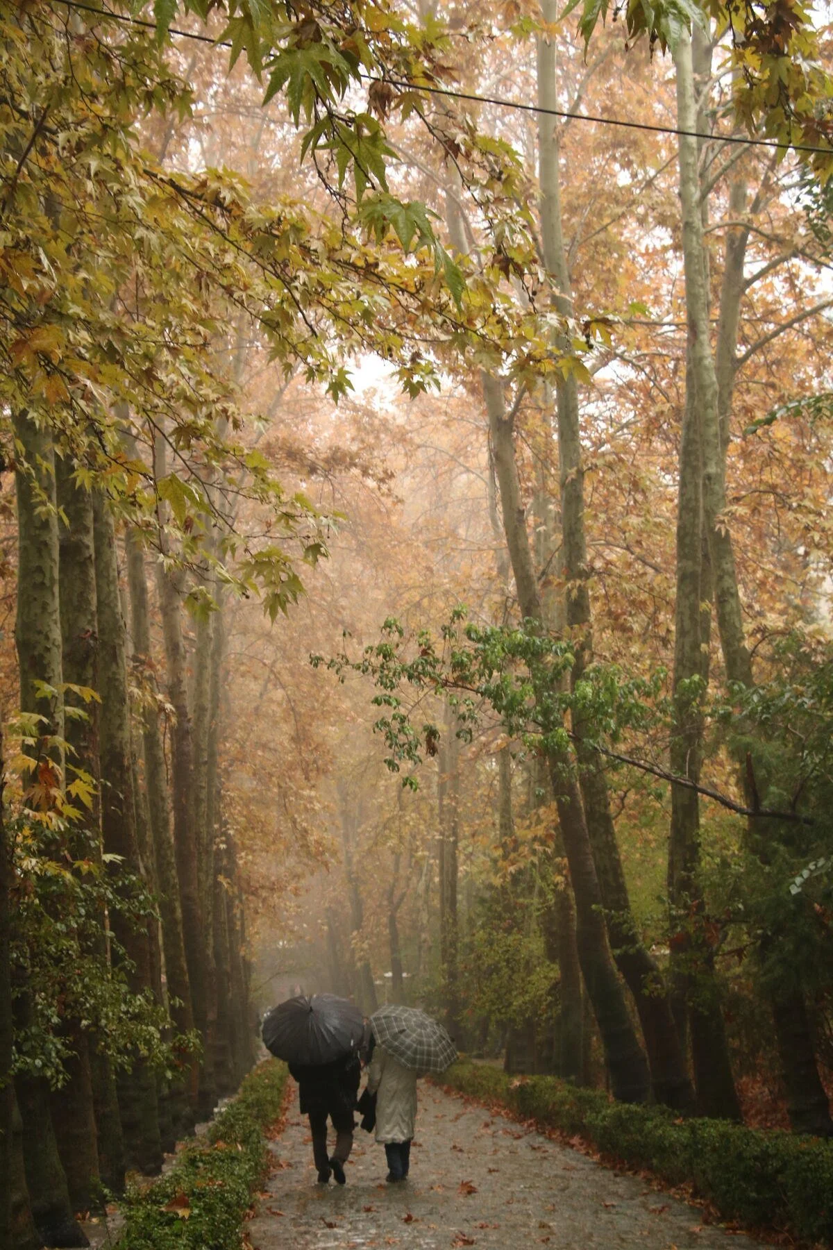 Two people walking with umbrellas on a tree-lined path in autumn.