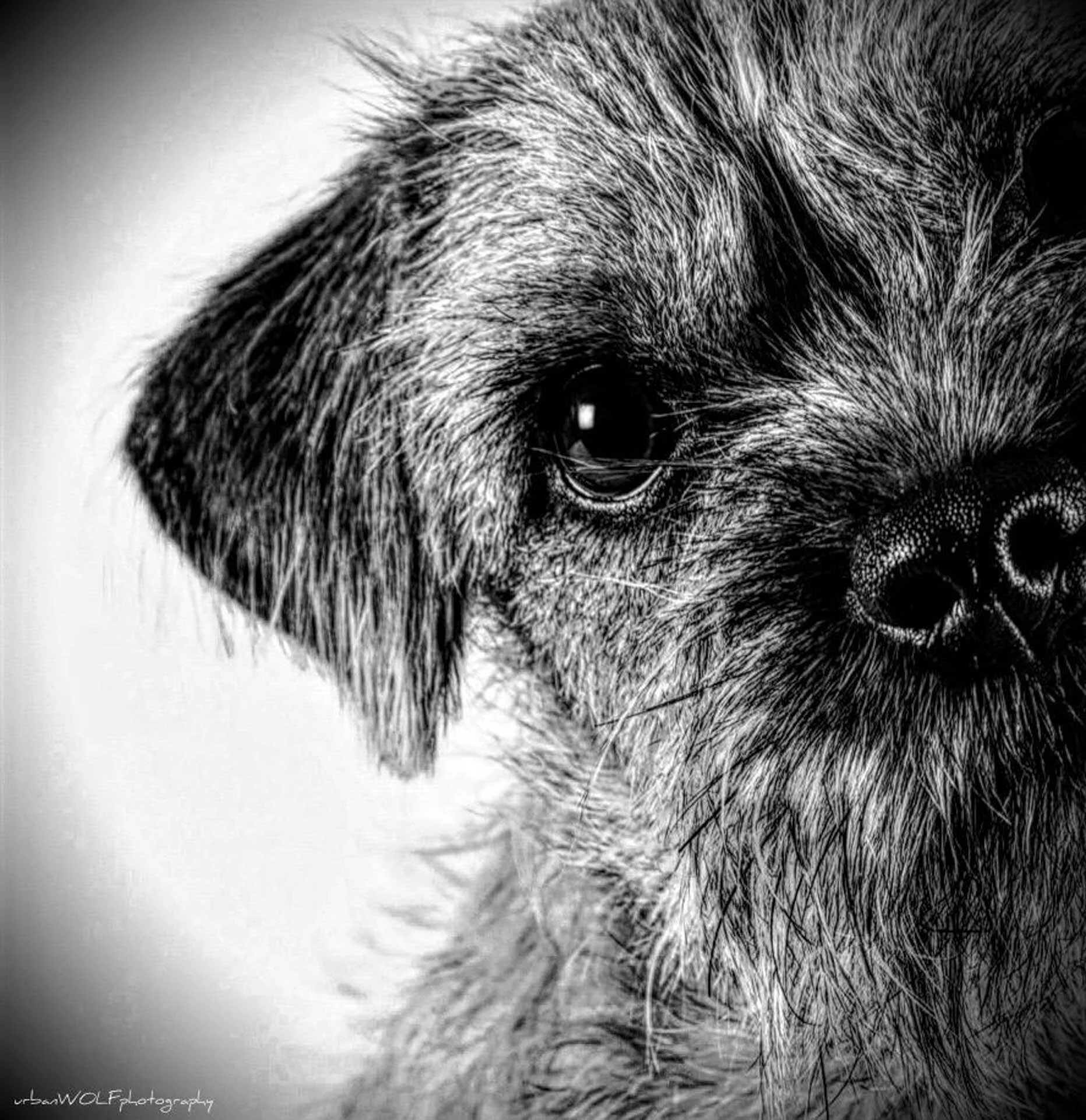 Close-up black and white photo of a dog's face, focusing on the left eye, nose, and whiskers.