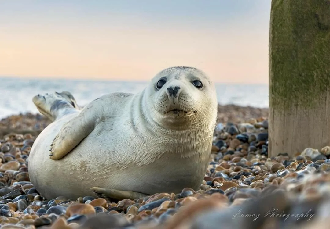 Seal lying on pebbled beach, ocean background.
