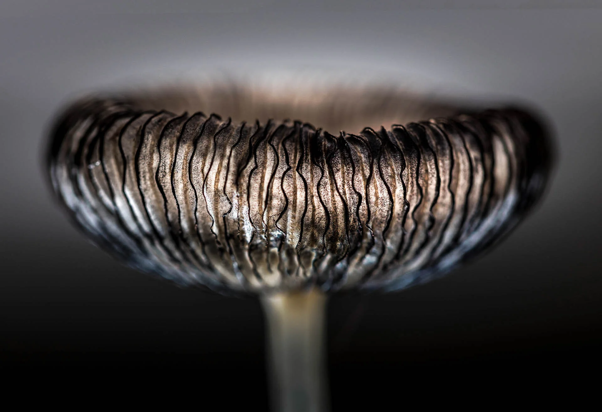 Close-up of mushroom gills