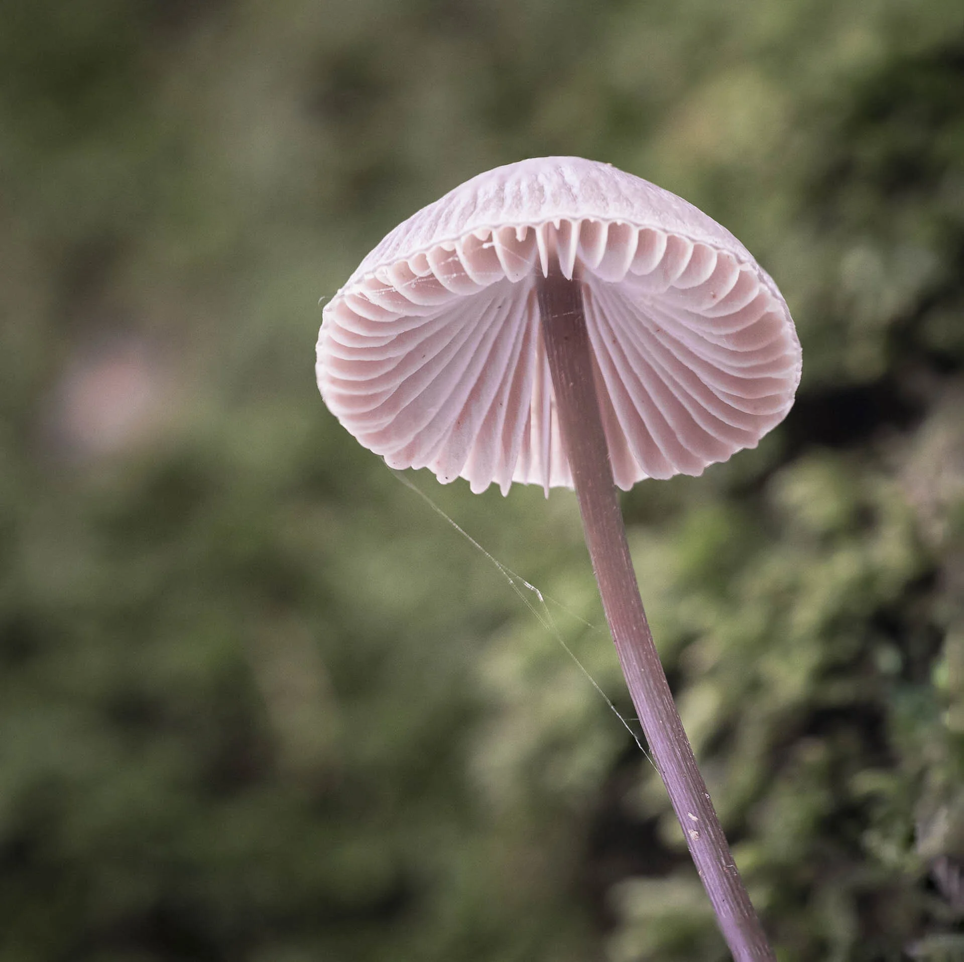 Close-up of a gilled mushroom with a light pink cap and stem, surrounded by a green blurred background.