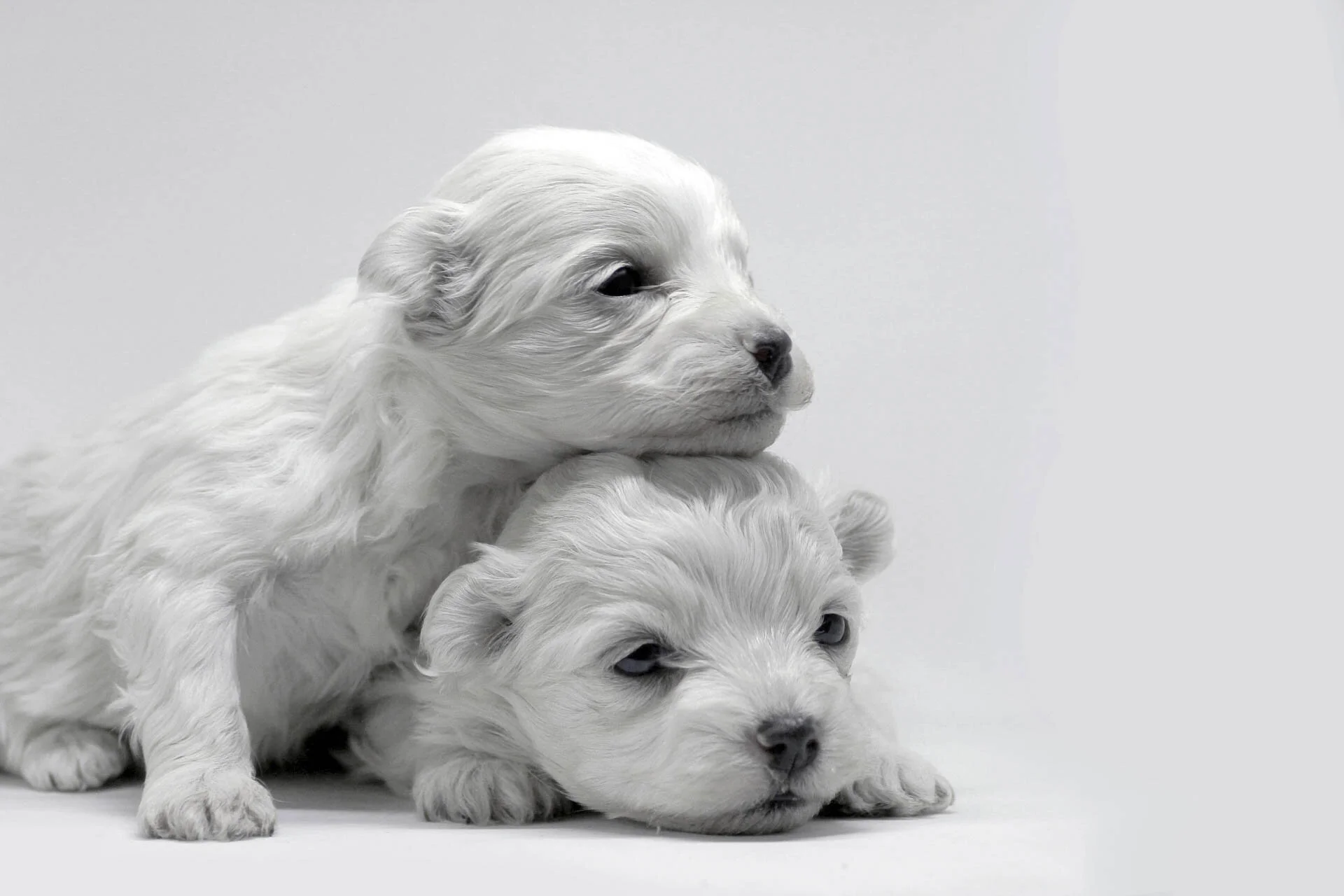 Two fluffy white puppies lying on a white background.