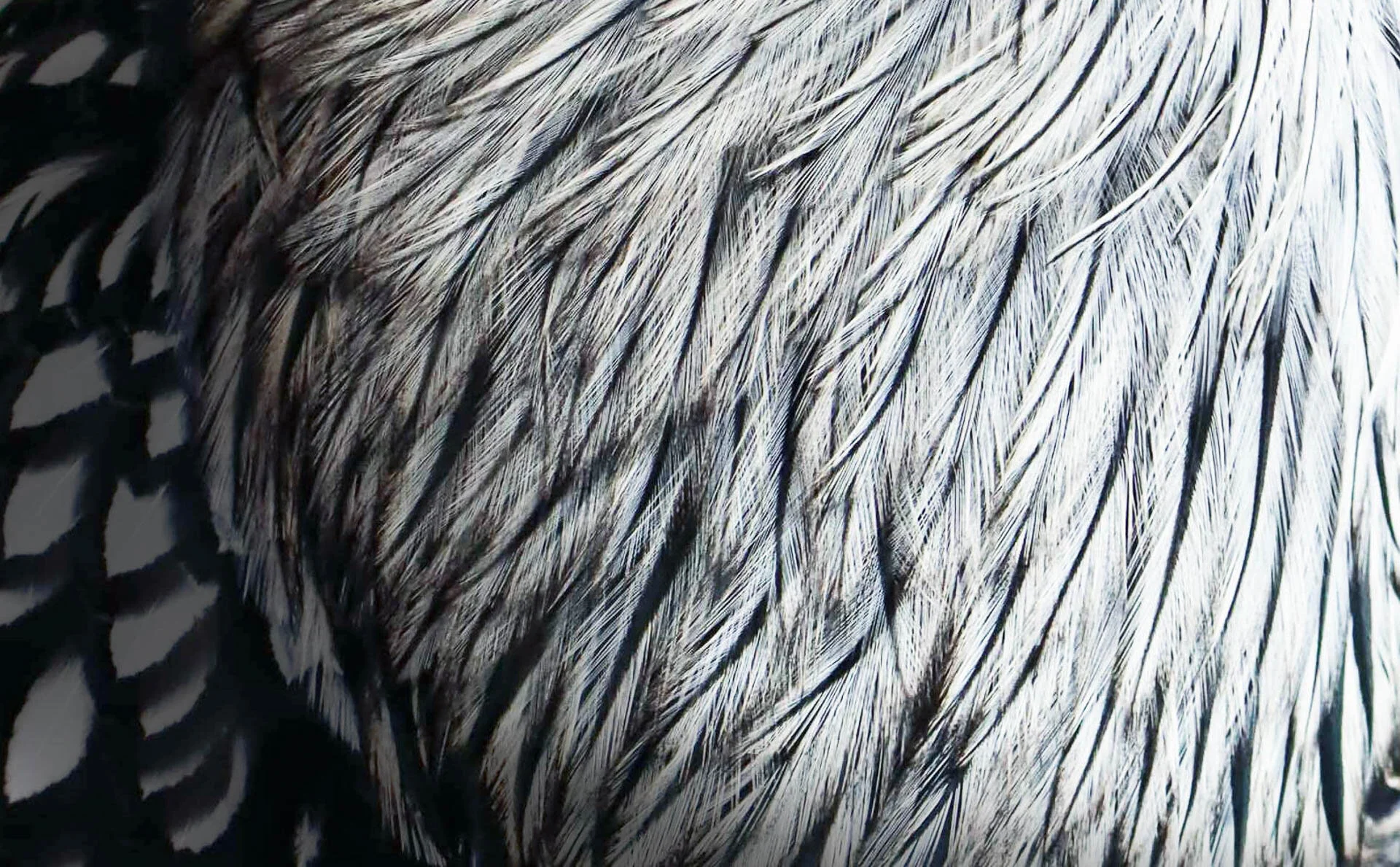 Close-up of overlapping gray and black bird feathers.
