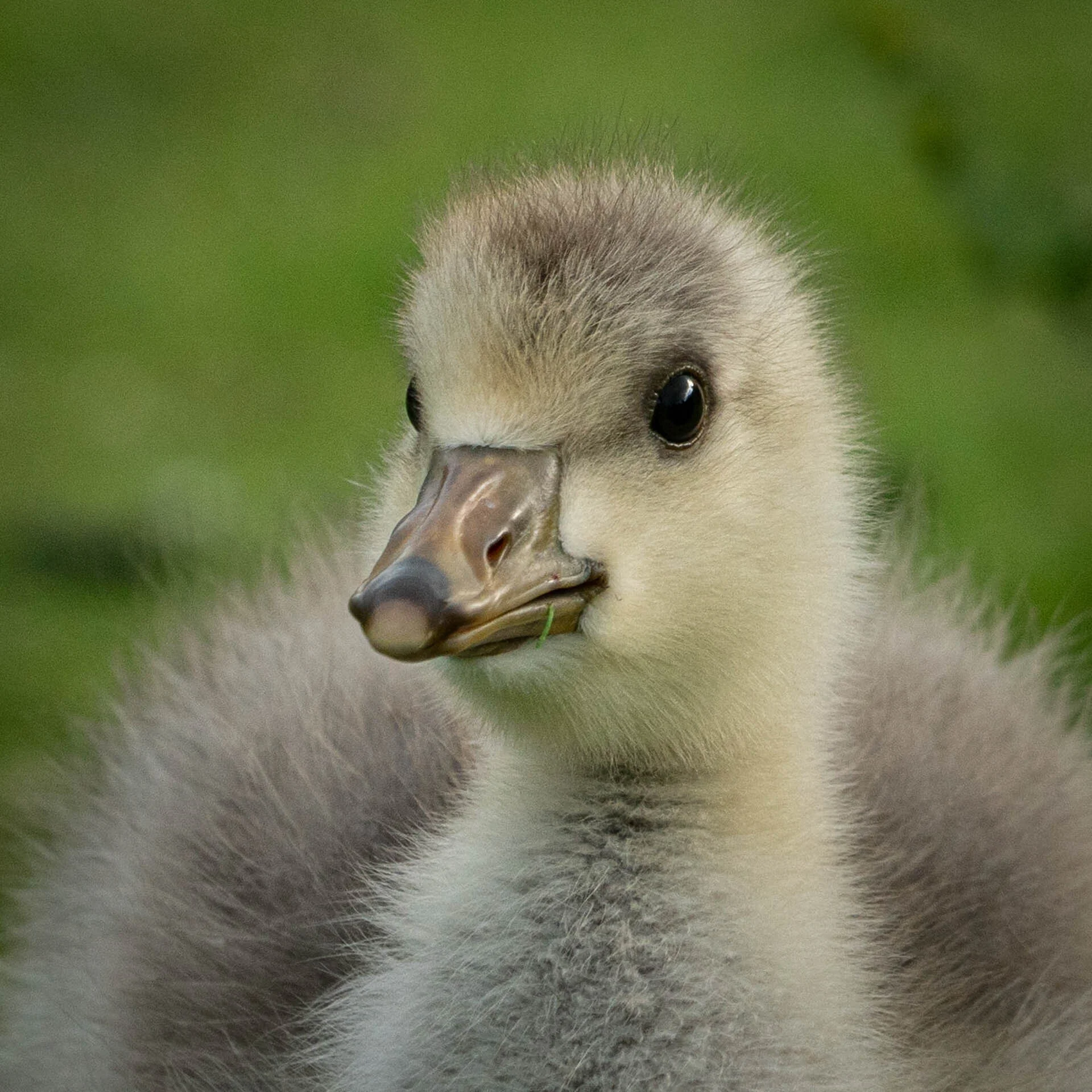 Close-up of a fluffy gosling with a soft gray and white plumage against a blurred green background.