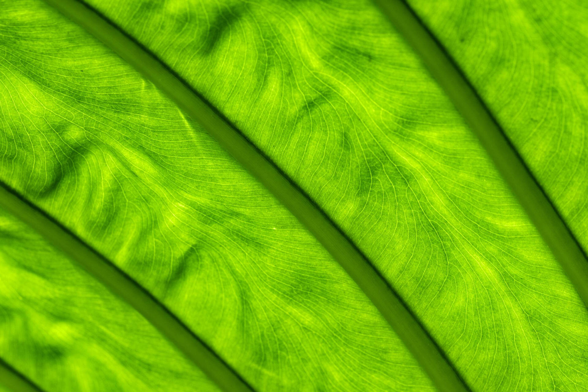Close-up of a green leaf with visible veins and texture.