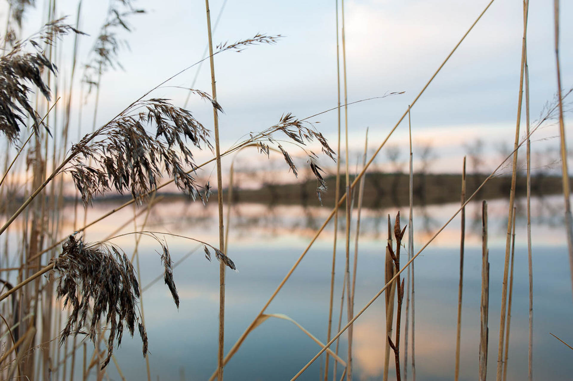 Close-up of reeds by a calm lake with a reflected sky and distant trees.
