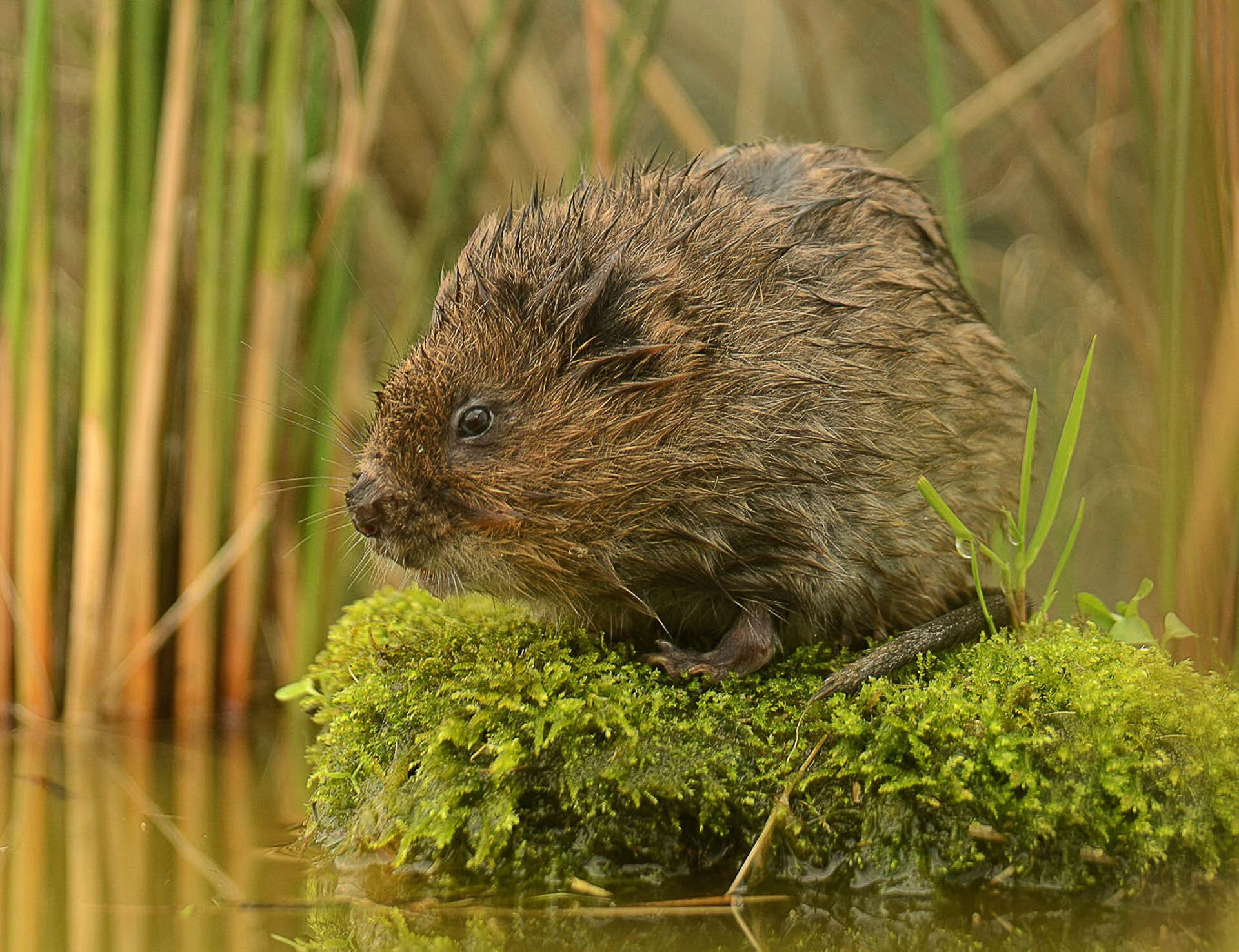 Muskrat sitting on lush green moss by water, surrounded by reeds.