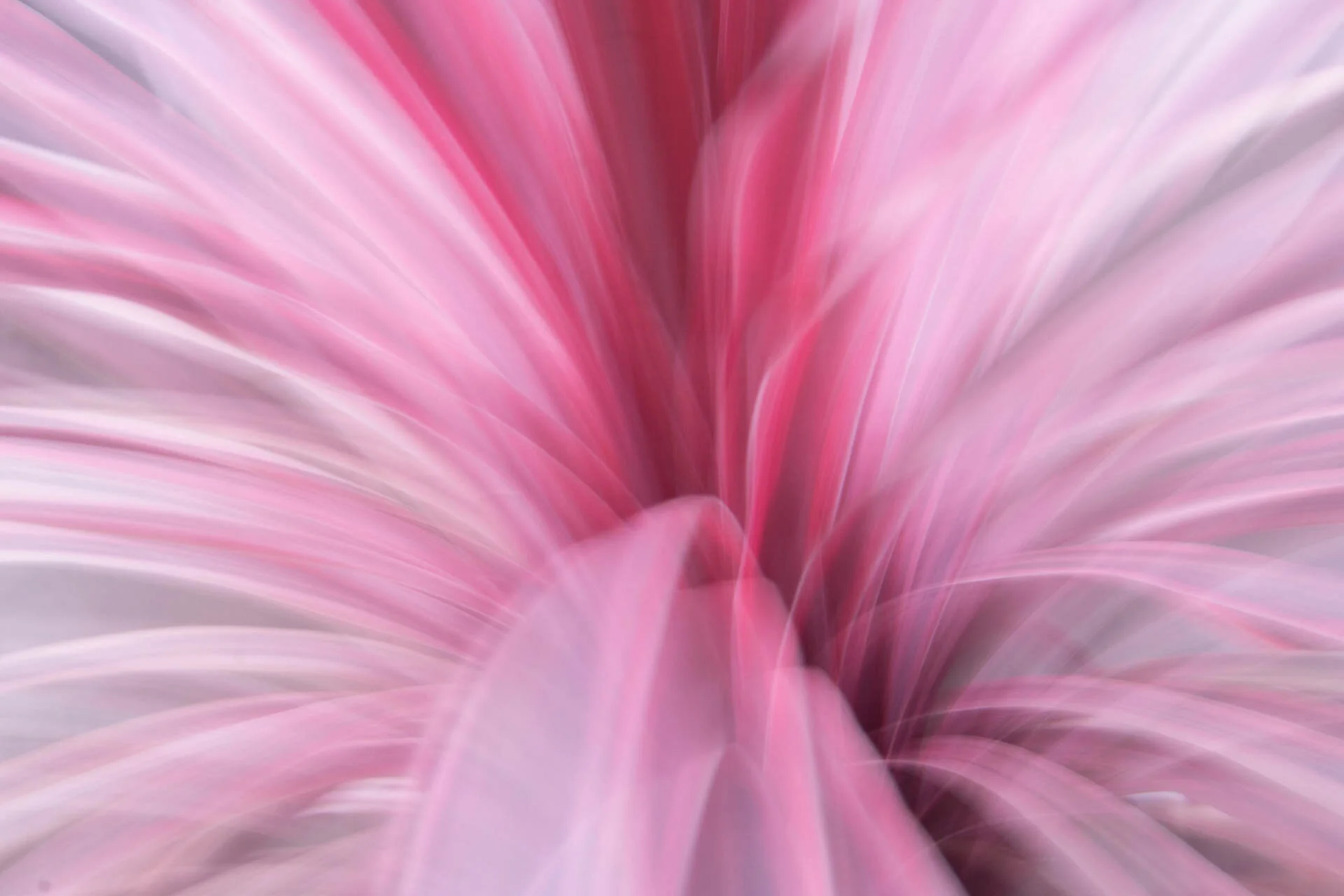 Abstract pink and white blurred lines creating a dynamic, flowing pattern.
