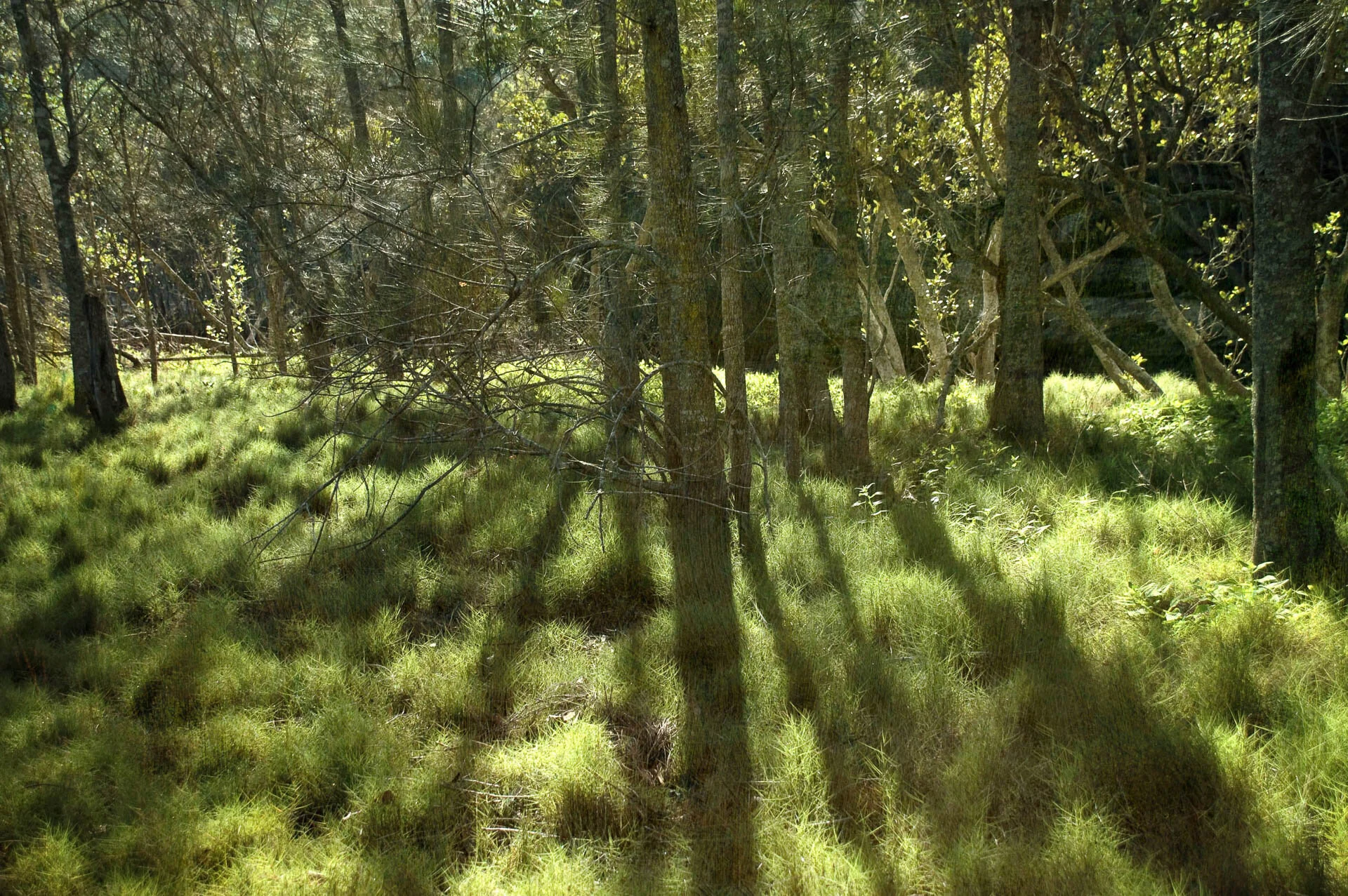 Sunlit forest with trees casting shadows on lush grass