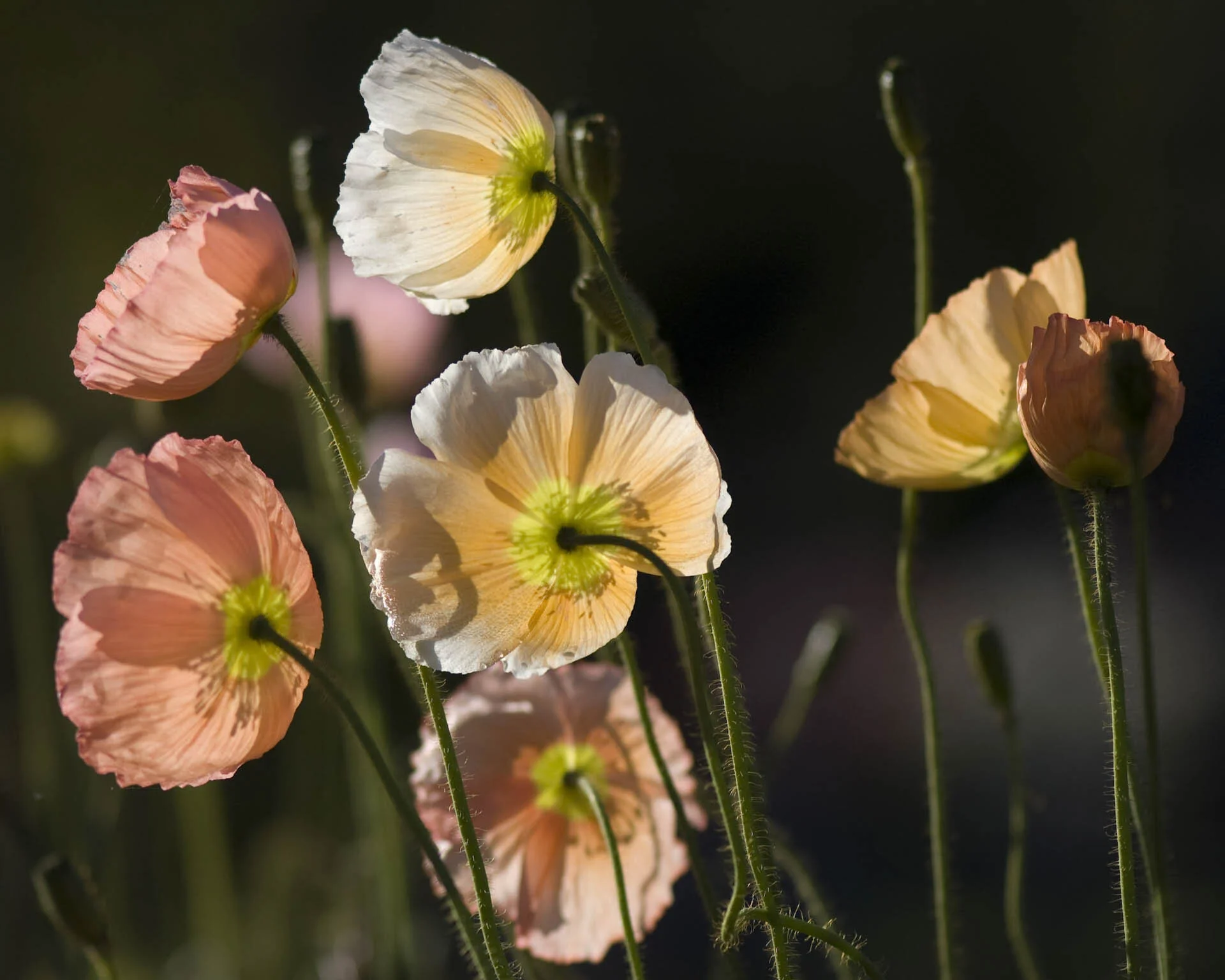 Close-up of delicate pastel-colored poppy flowers on slender green stems against a dark background.
