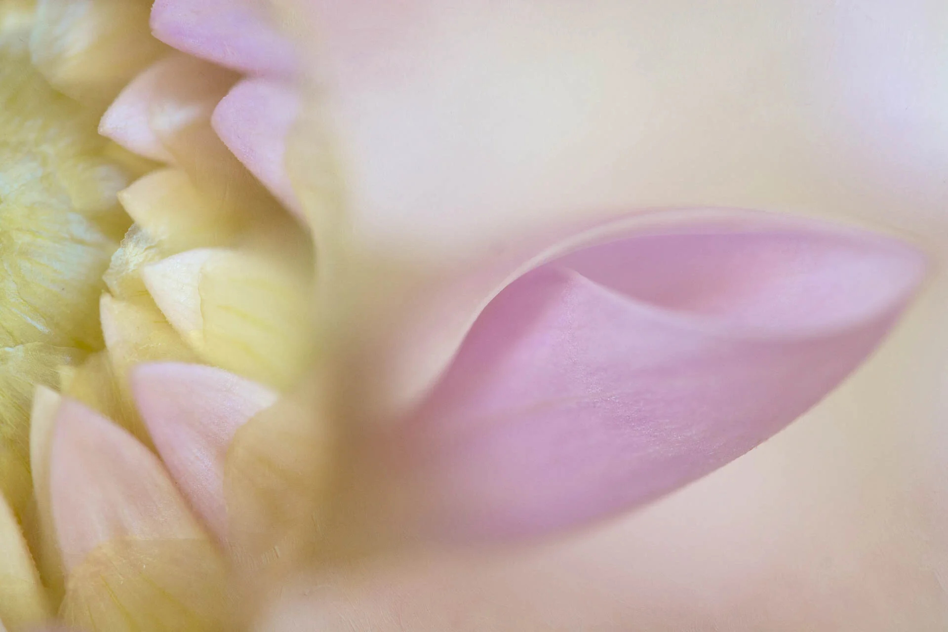 Close-up of pink and yellow flower petals with soft focus.