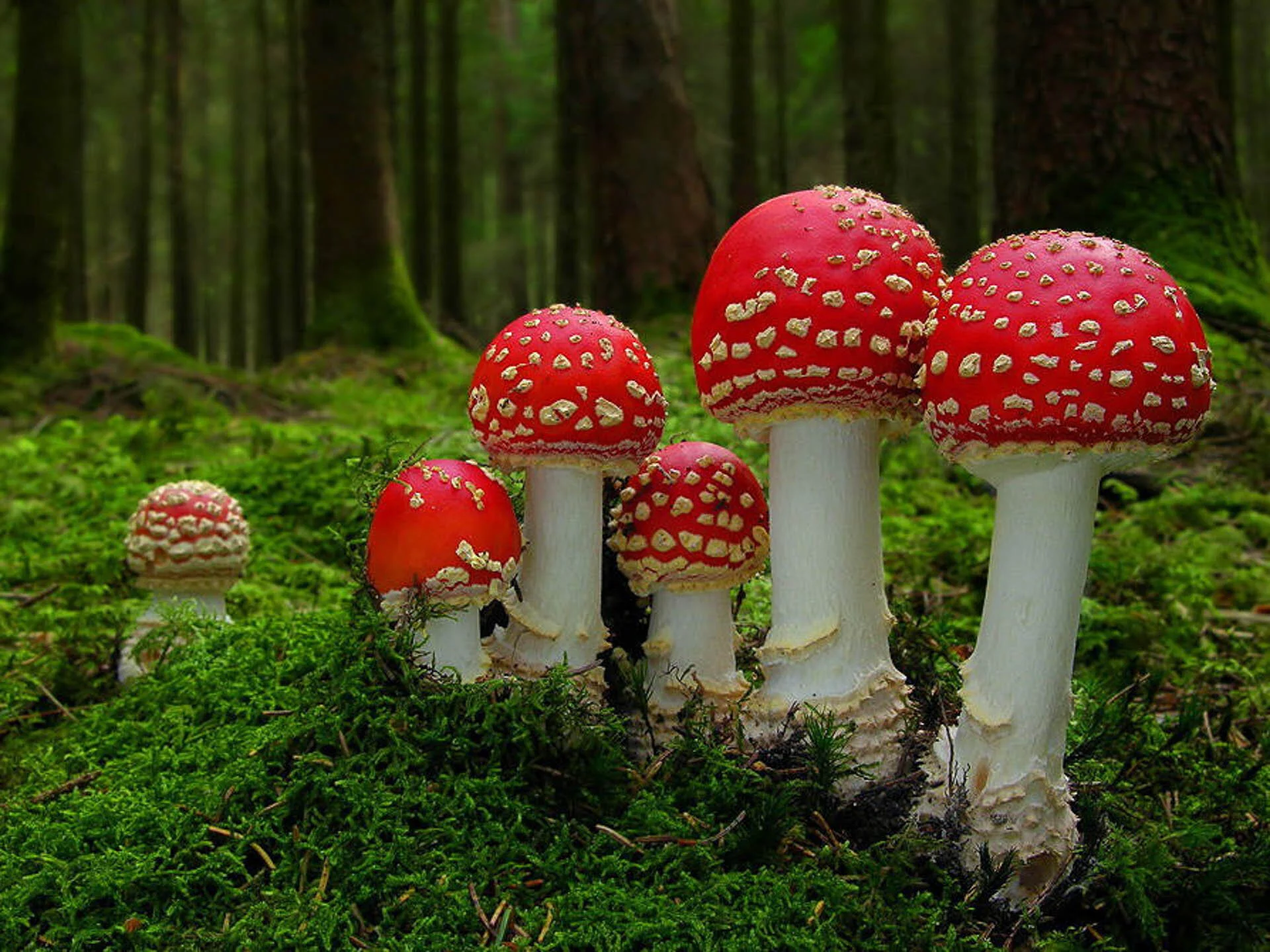 Red and white fly agaric mushrooms in a forest
