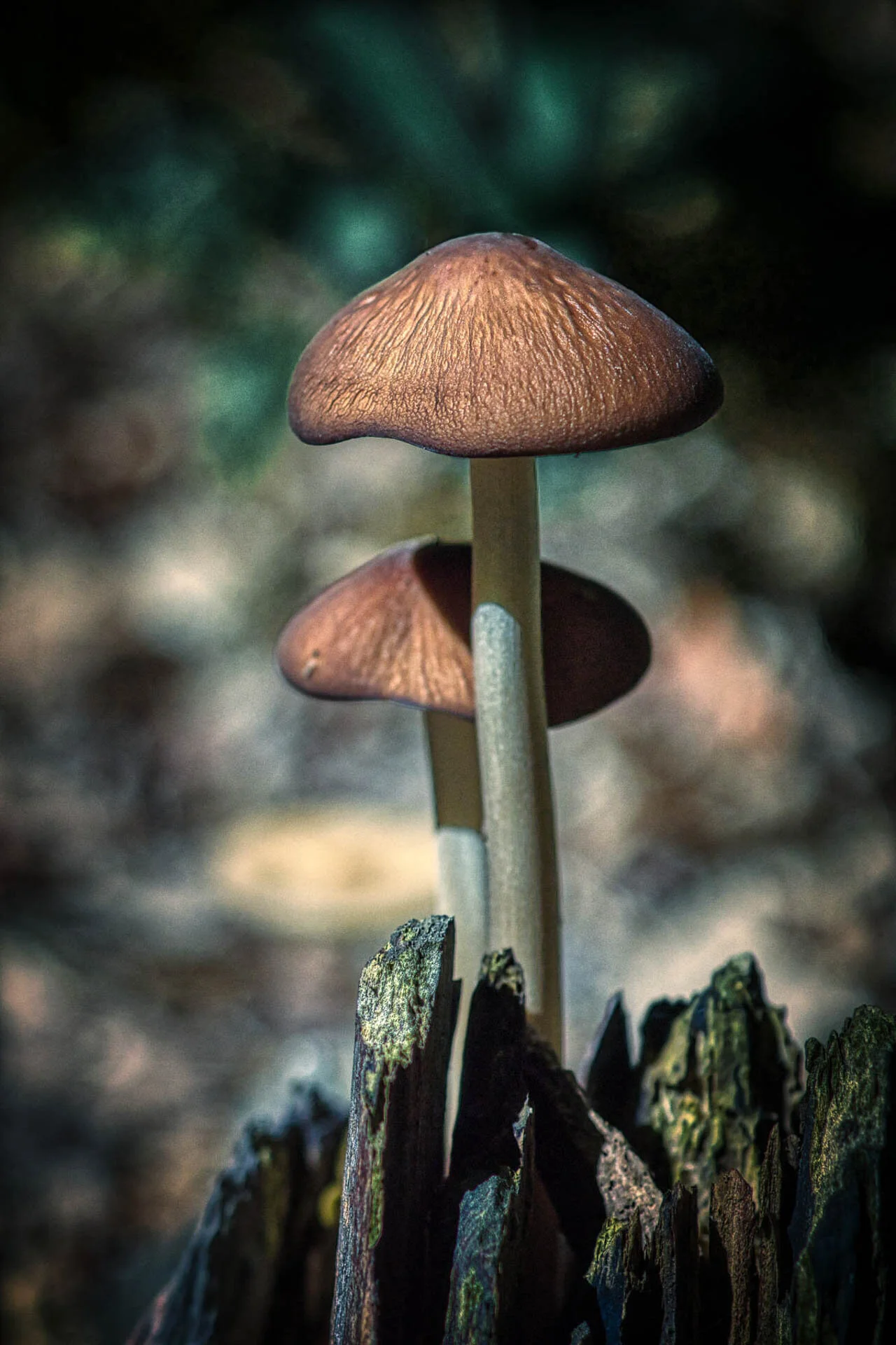 Two brown mushrooms growing from a moss-covered stump with a blurred forest background.