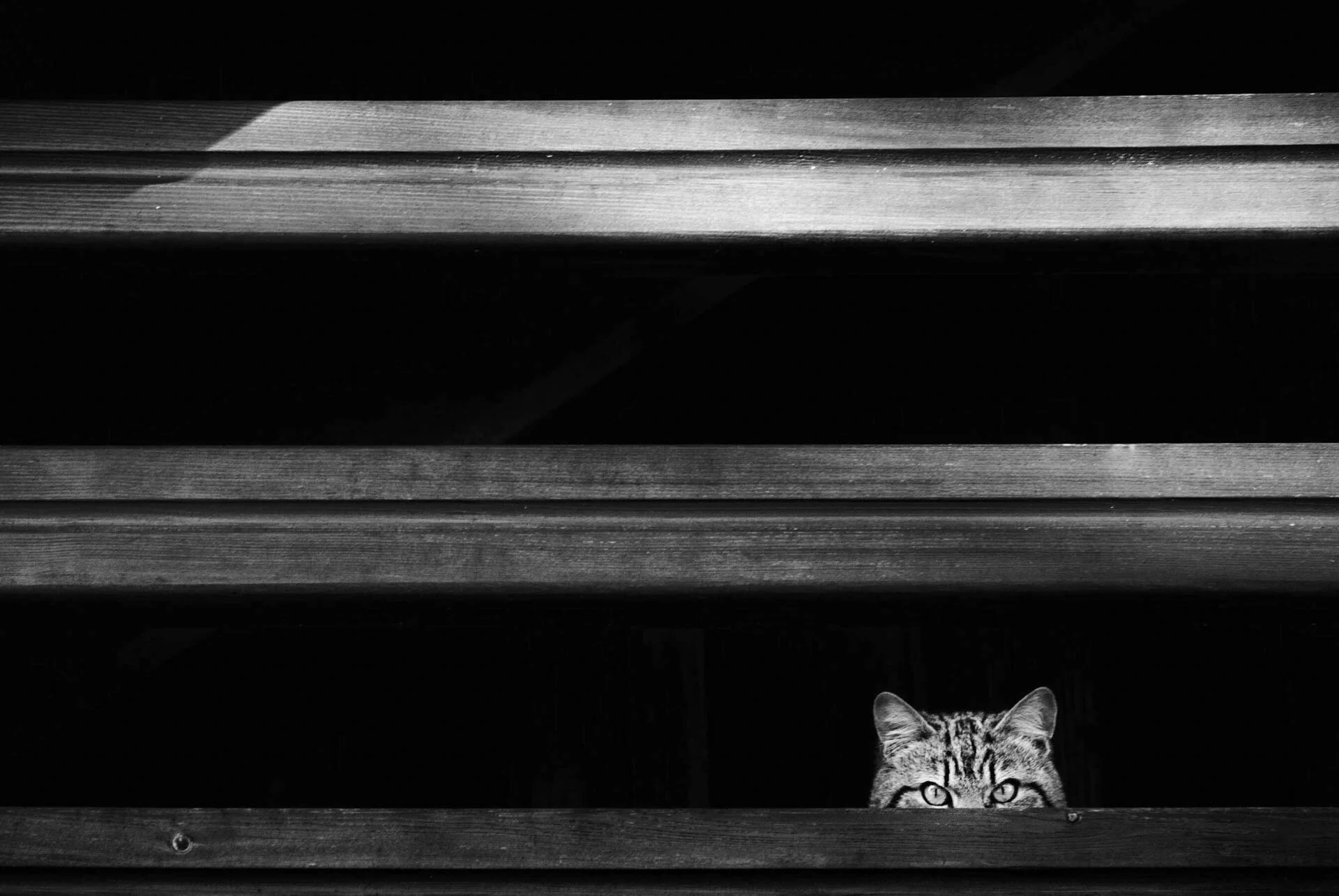 Cat peeking through wooden beams, black and white photo.