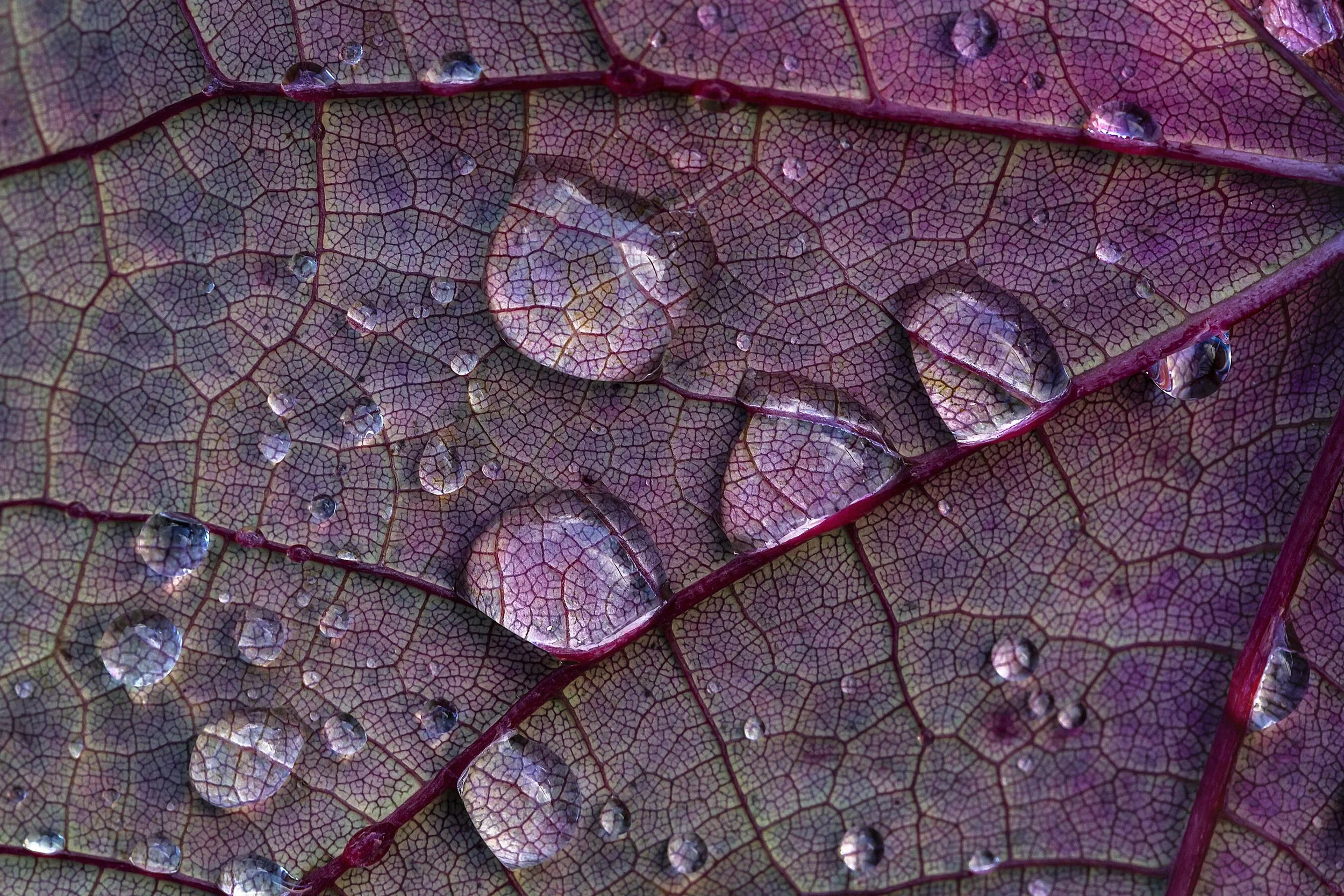 Close-up of water droplets on a purple leaf with detailed veins