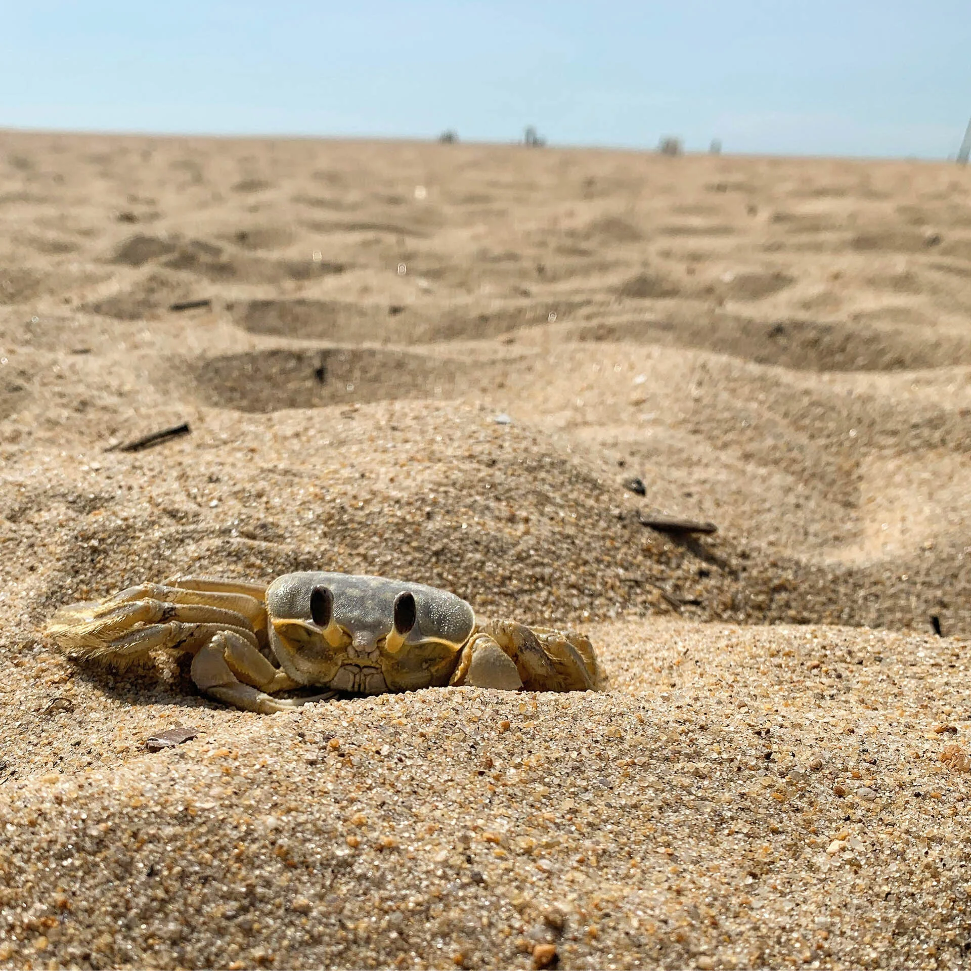 A small crab partially buried in the sand on a beach.