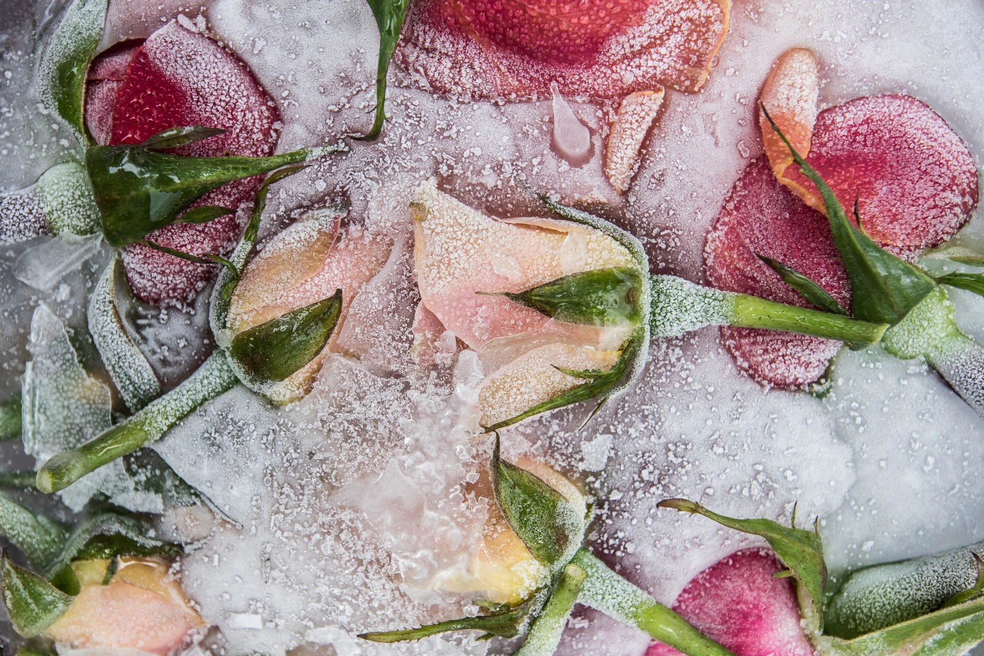 Frozen roses with ice crystals on petals and leaves.