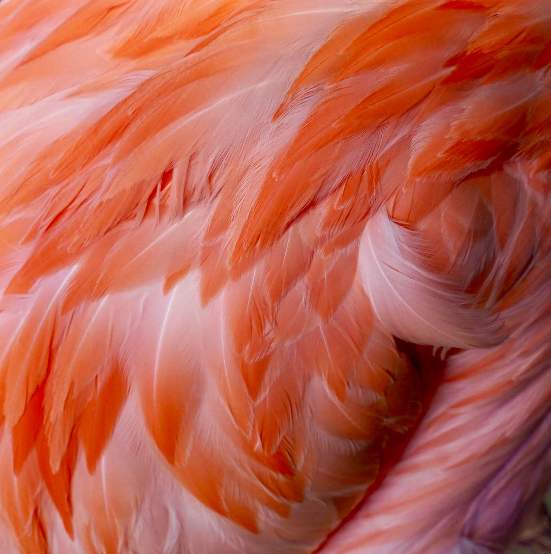 Close-up of pink and orange flamingo feathers
