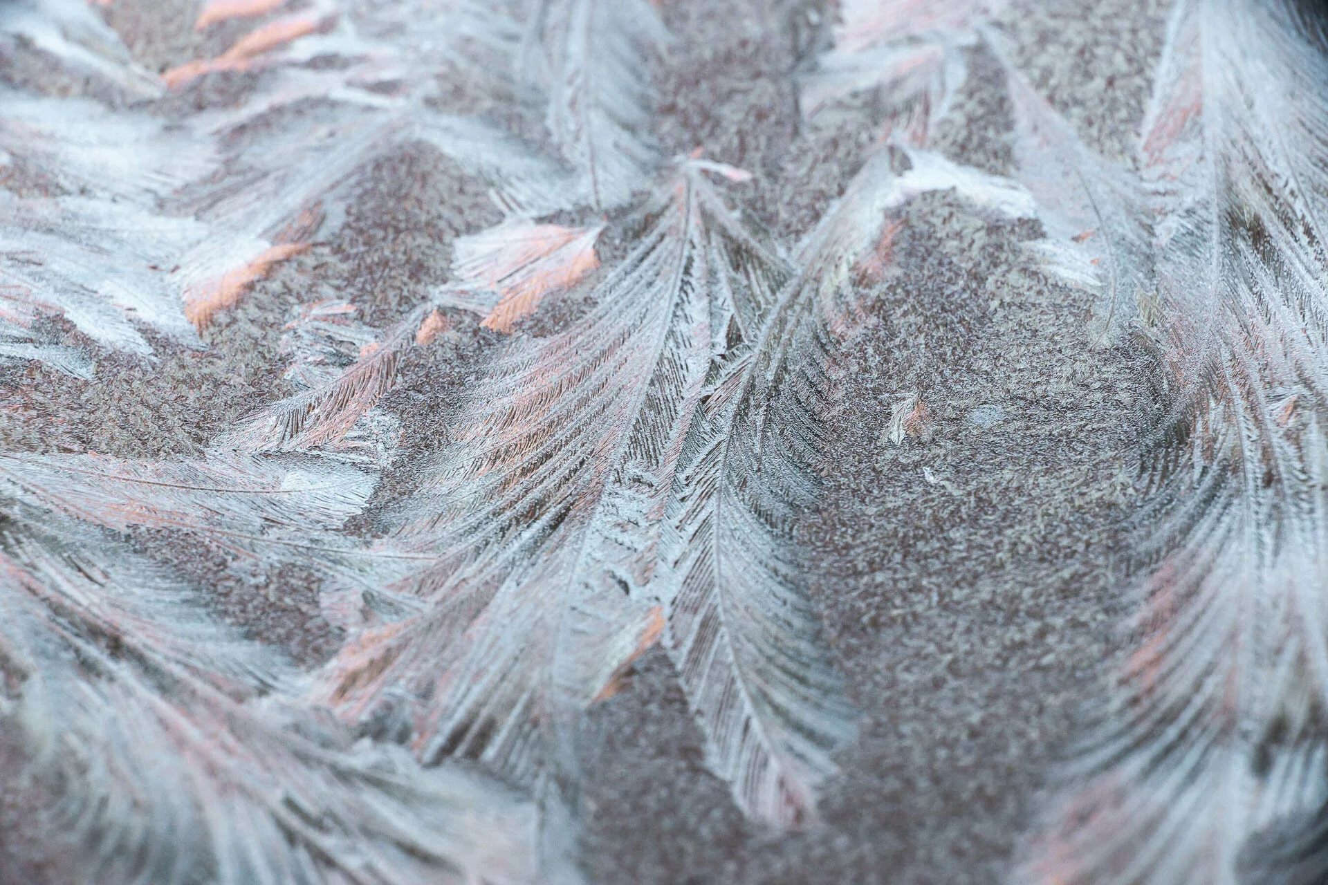 Close-up of frost patterns resembling feathers on a window surface.