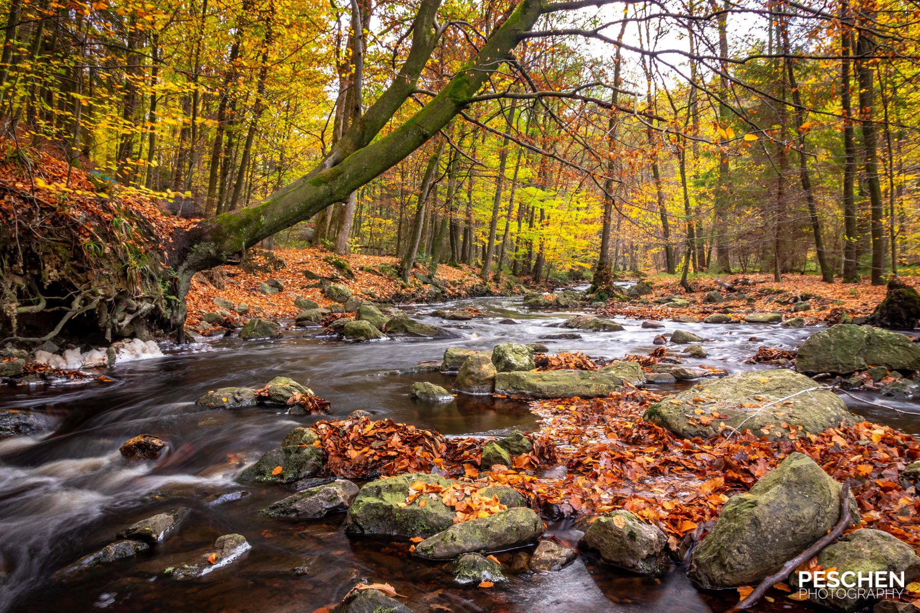 Autumn forest with a flowing river, surrounded by rocks and fallen leaves.