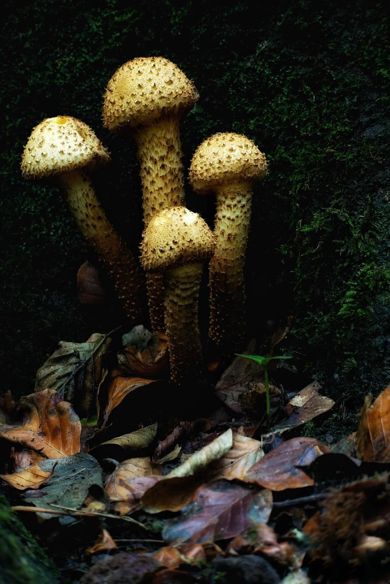 Cluster of spiky mushrooms growing on the forest floor surrounded by leaves and moss.