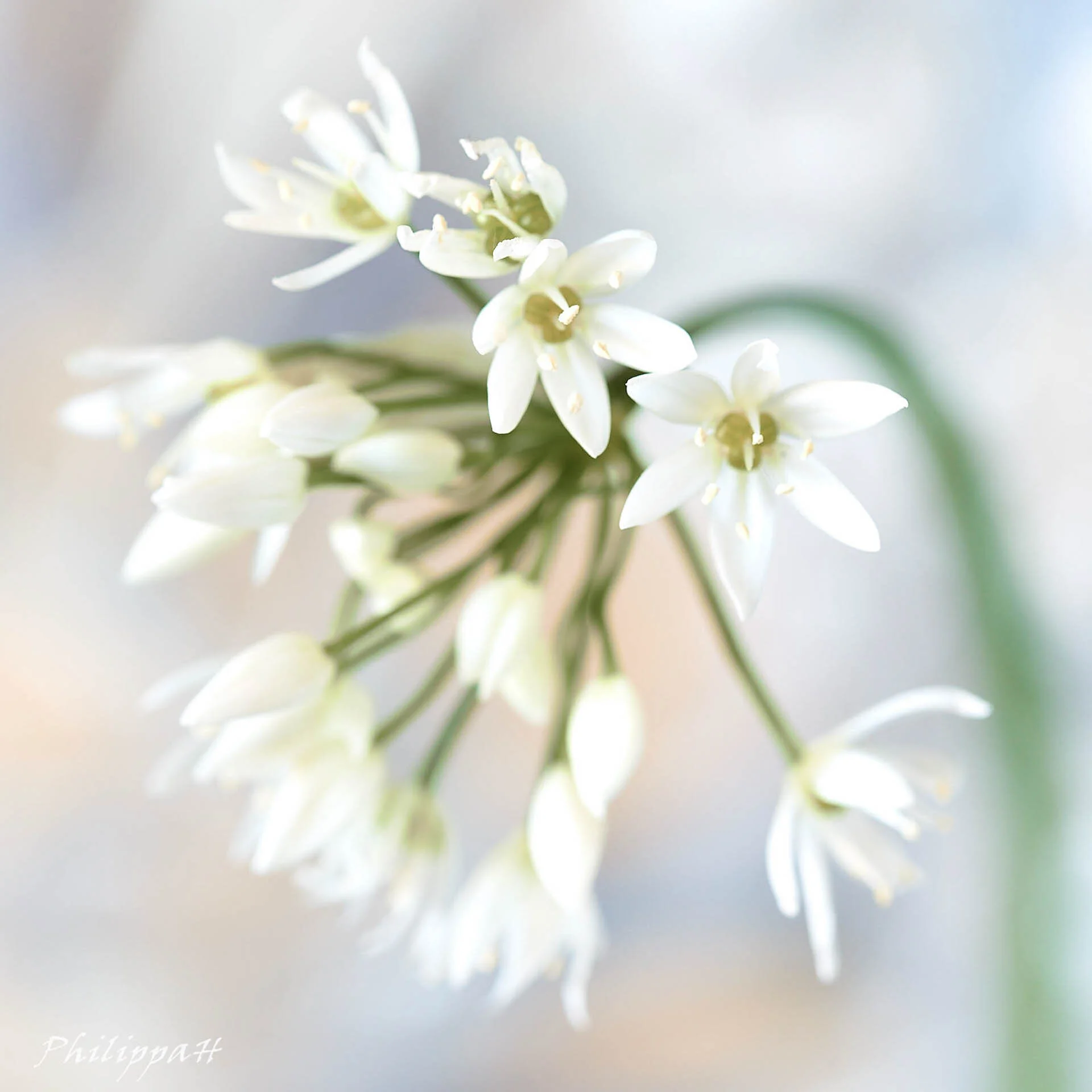 Close-up of blooming white flowers on a soft-focus background.