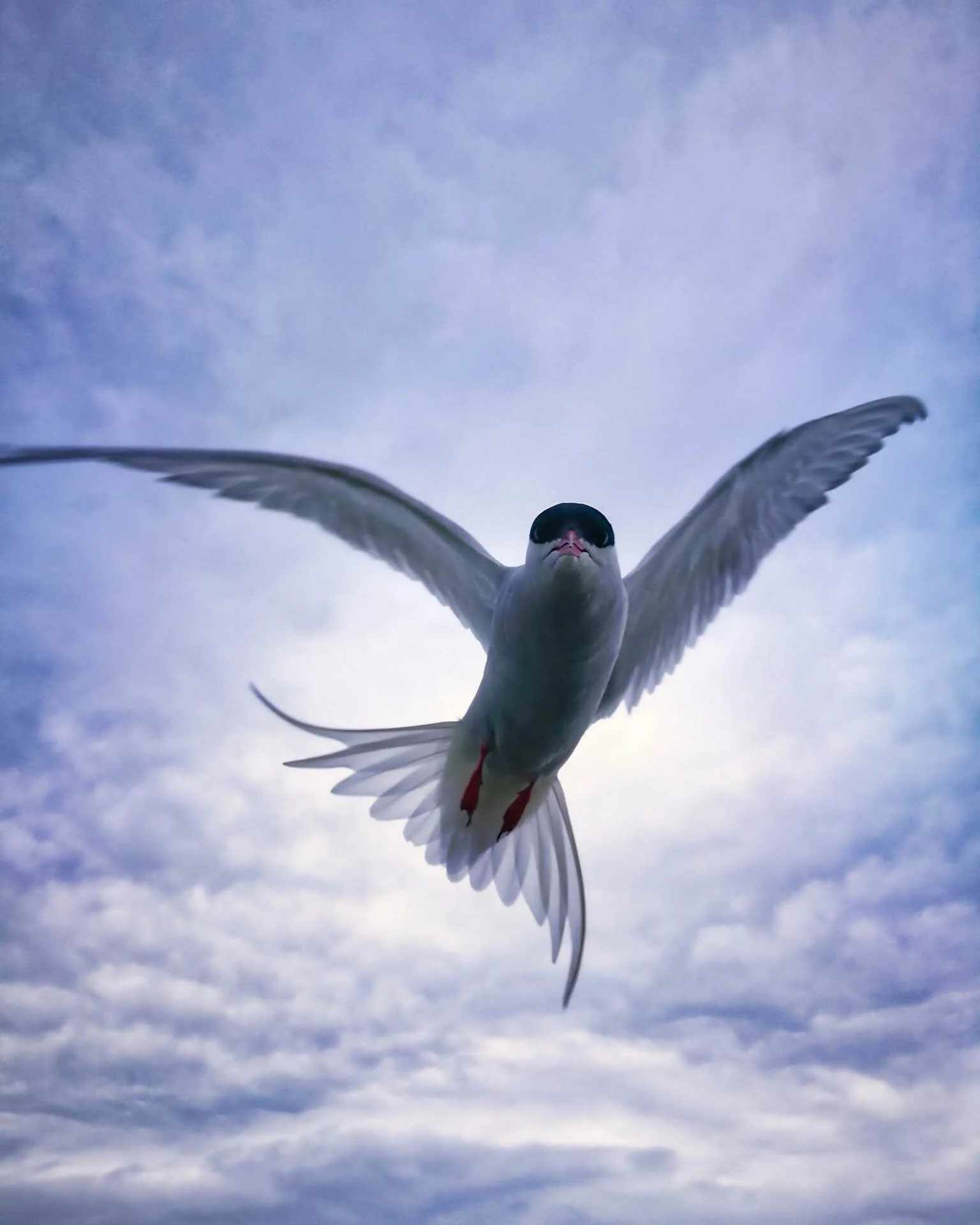 Bird in flight against a cloudy sky.